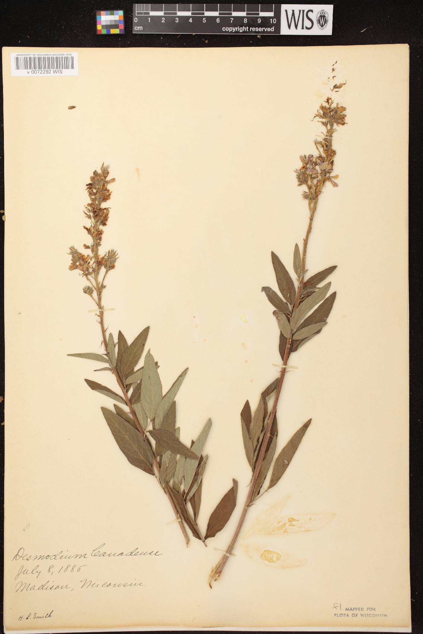 Desmodium canadense image