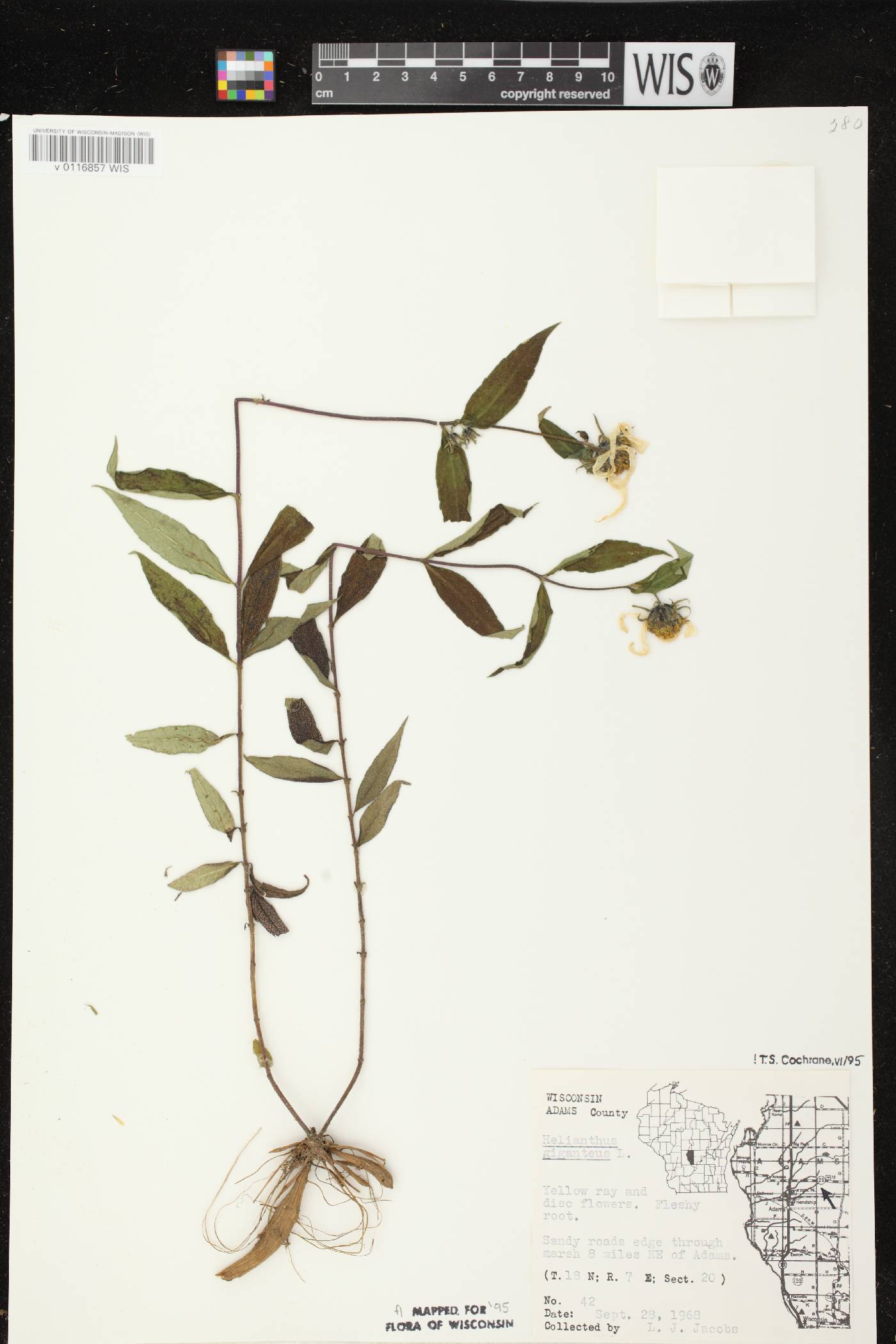 Helianthus giganteus image
