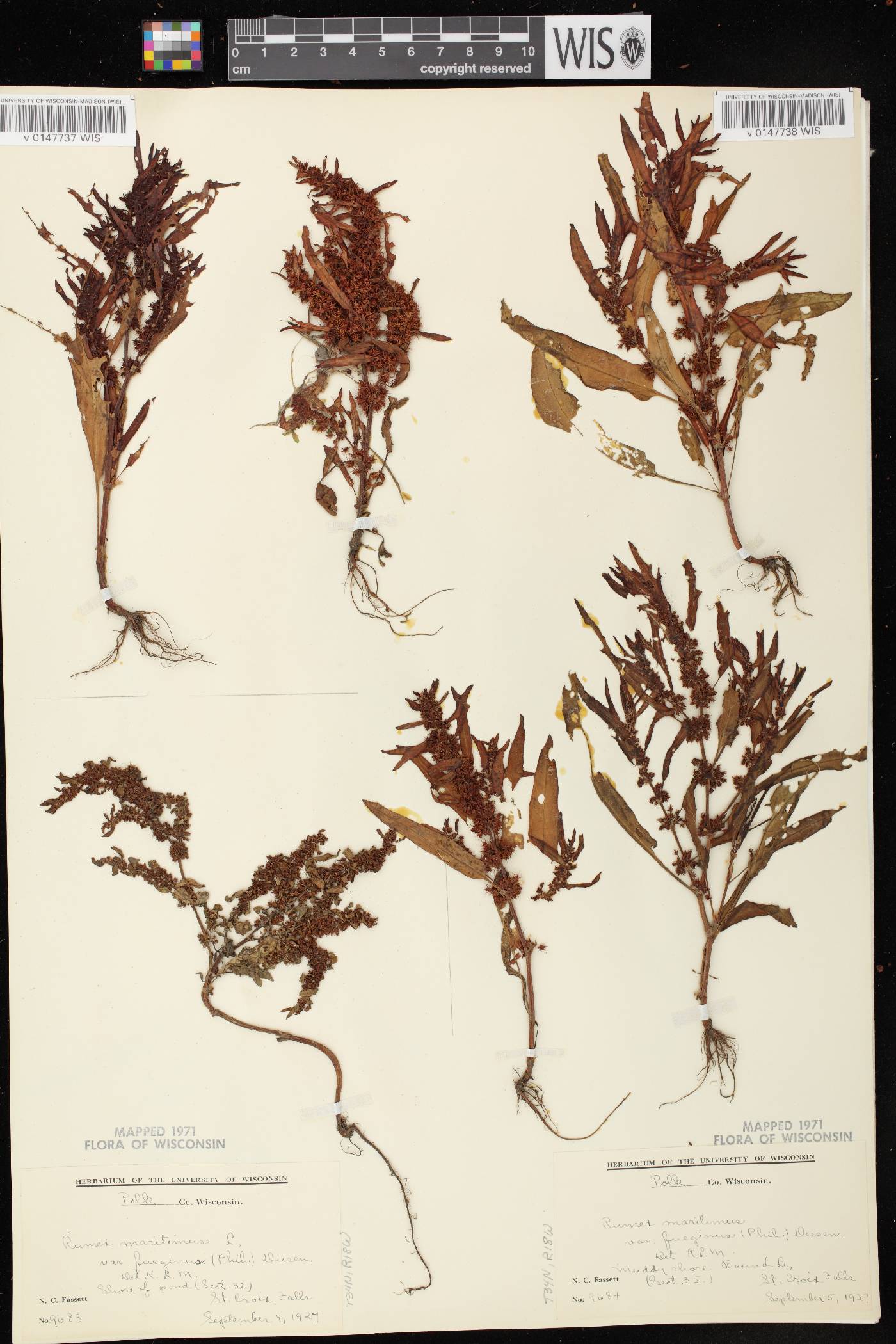 Rumex fueginus image
