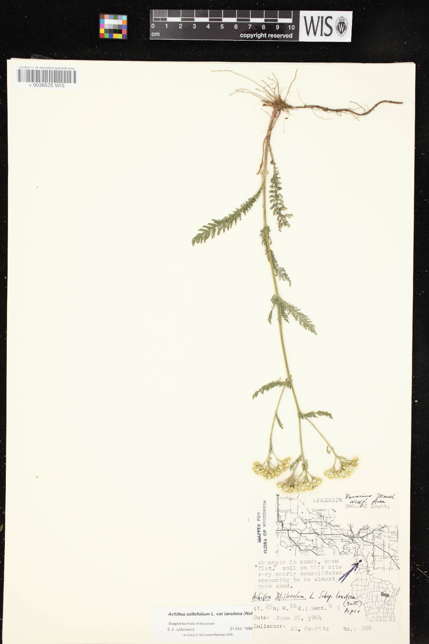 Achillea millefolium image