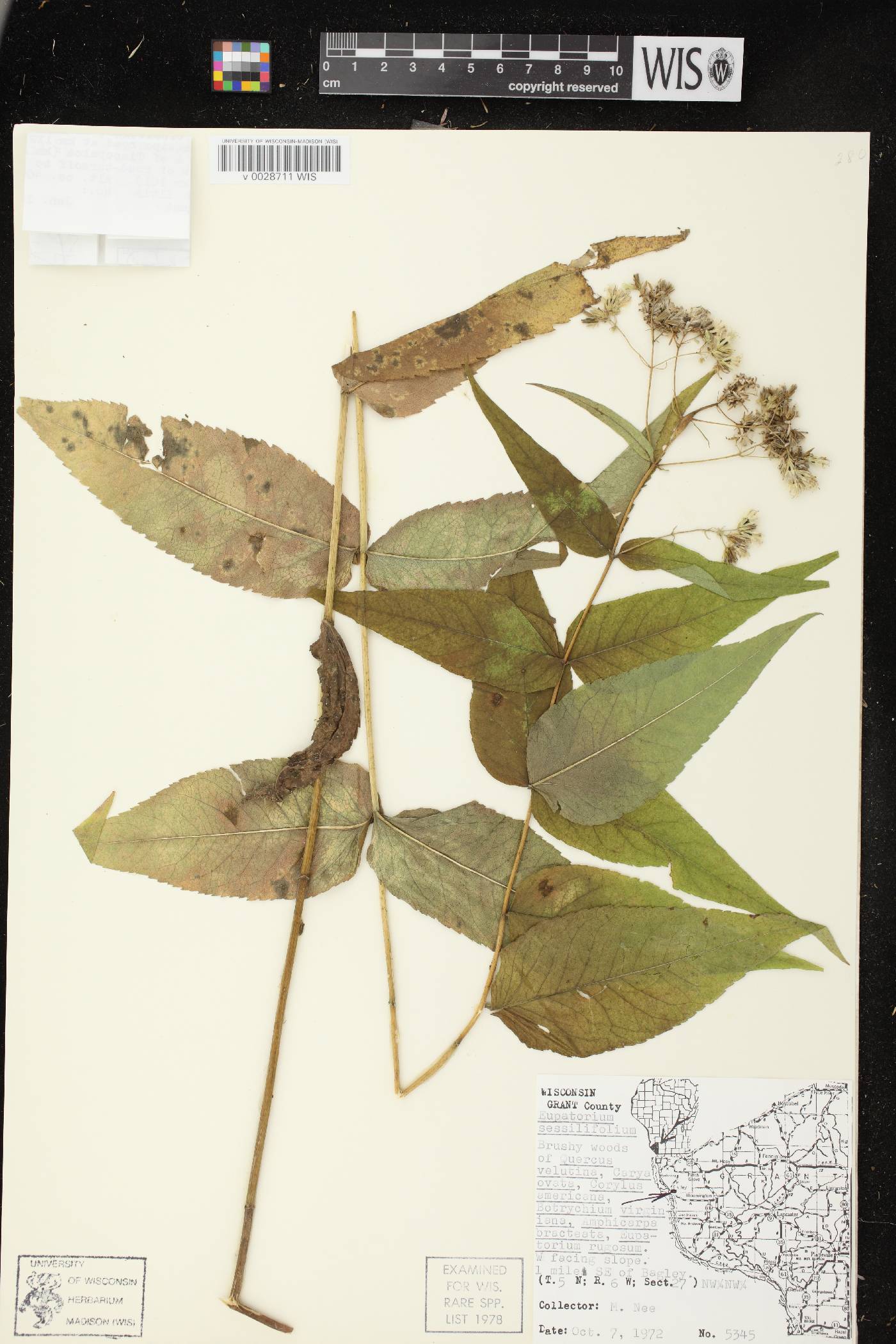 Eupatorium sessilifolium image