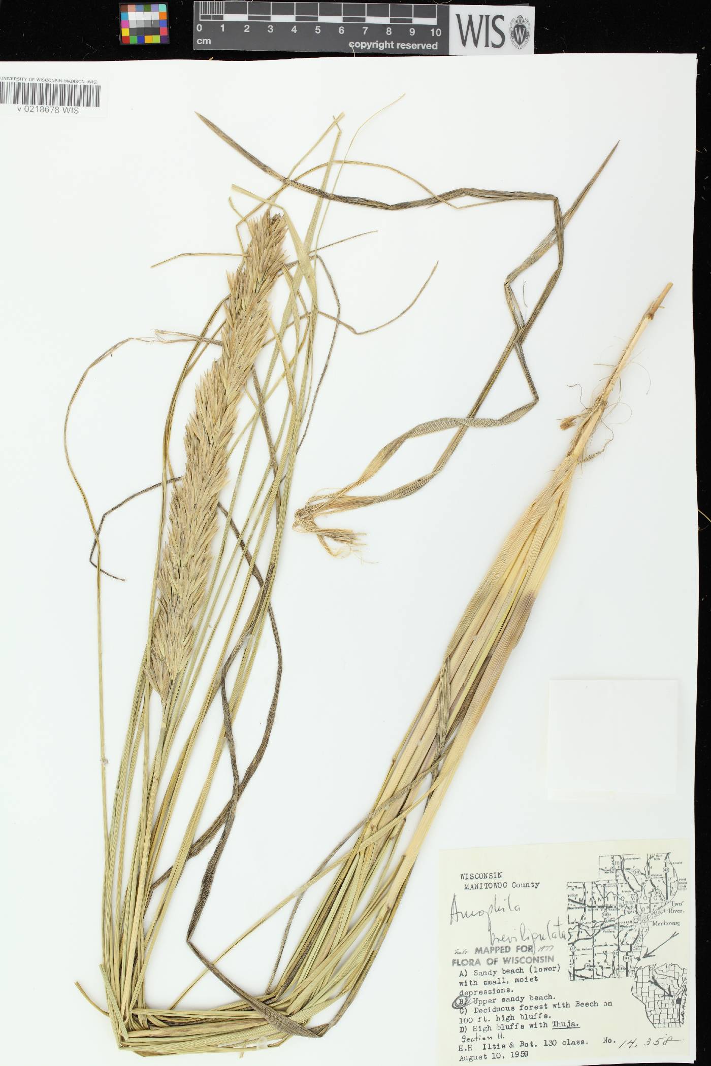 Ammophila breviligulata image