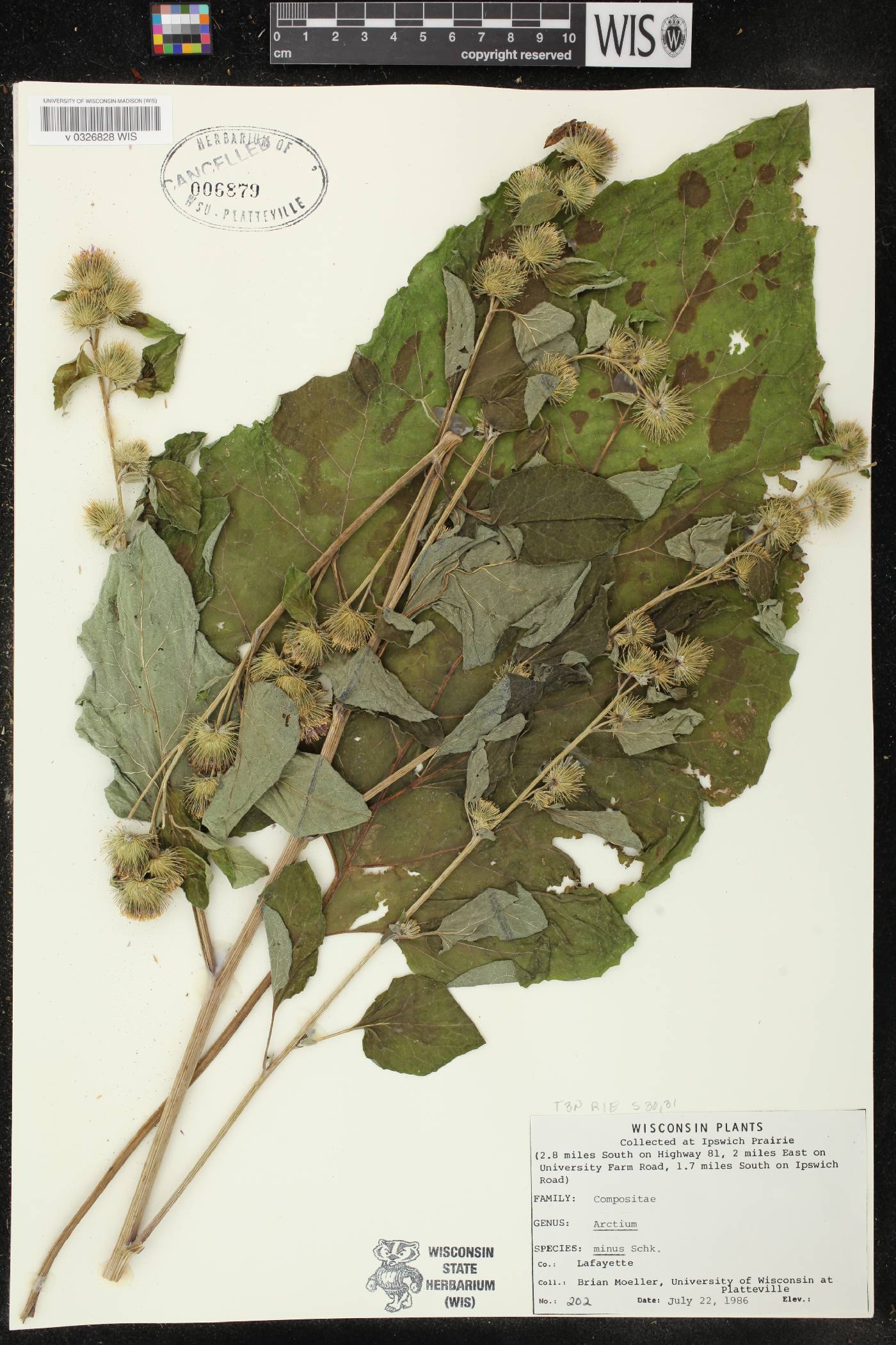 Arctium minus image
