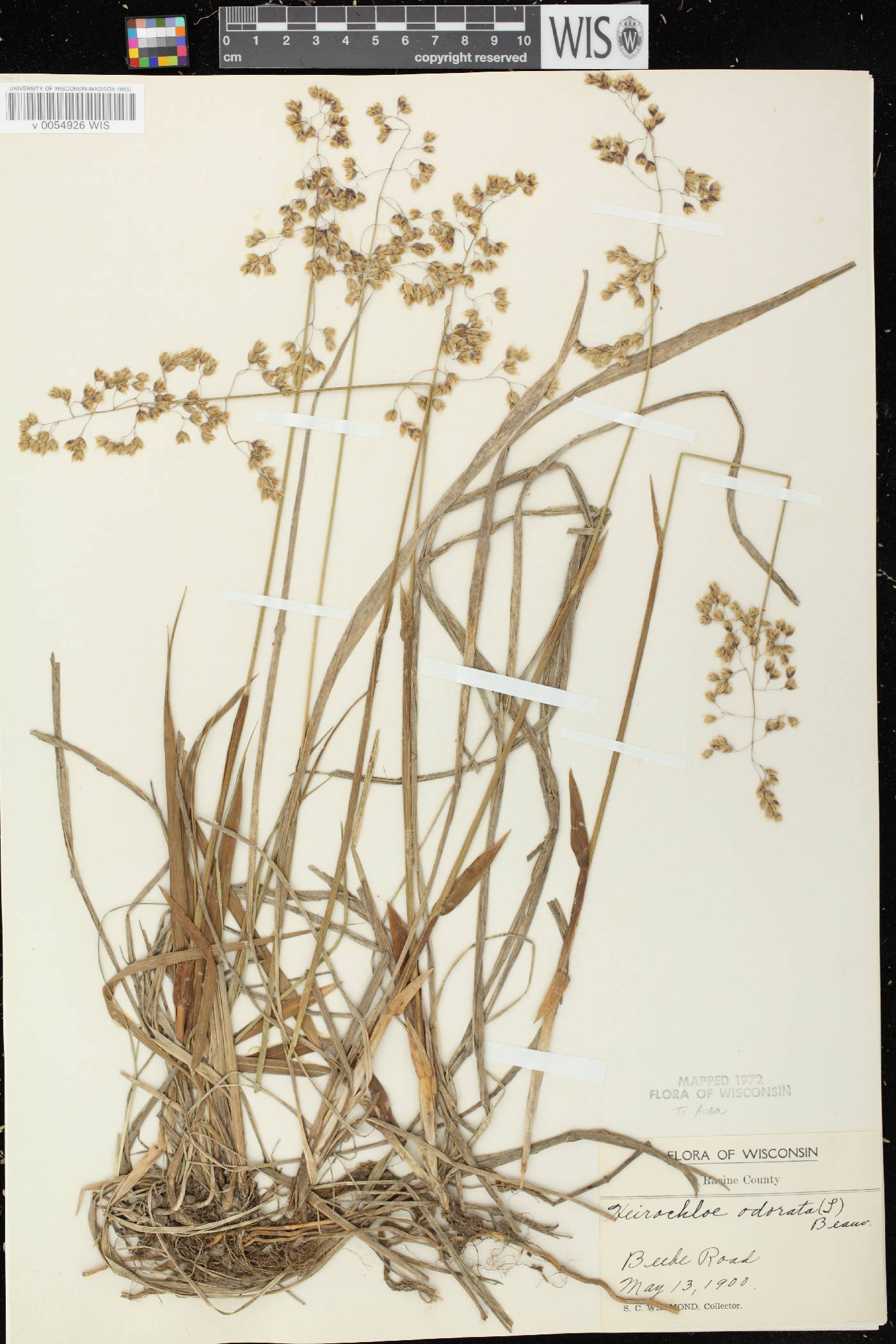 Anthoxanthum hirtum subsp. arcticum image