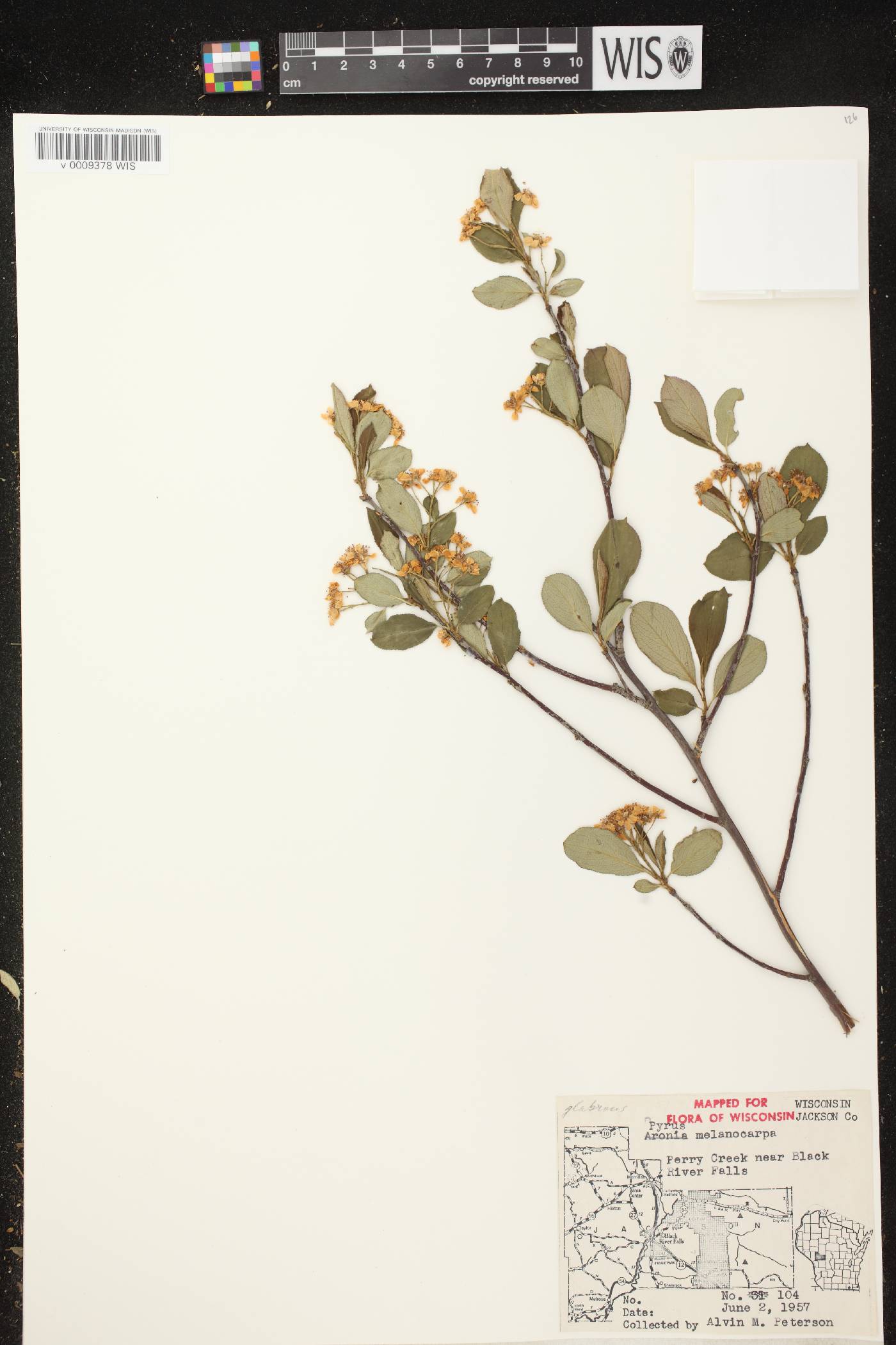 Aronia x prunifolia image