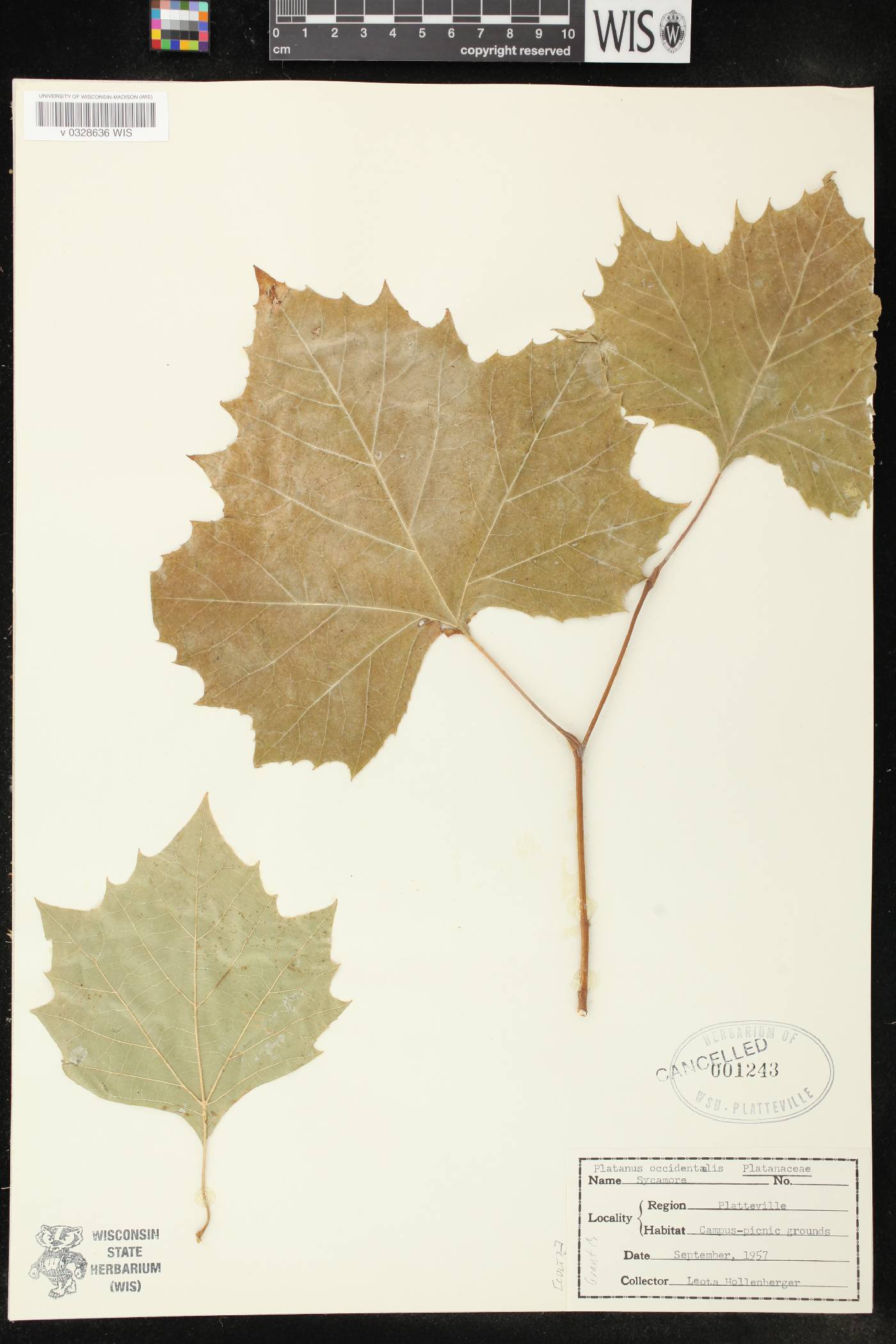 Platanus occidentalis image