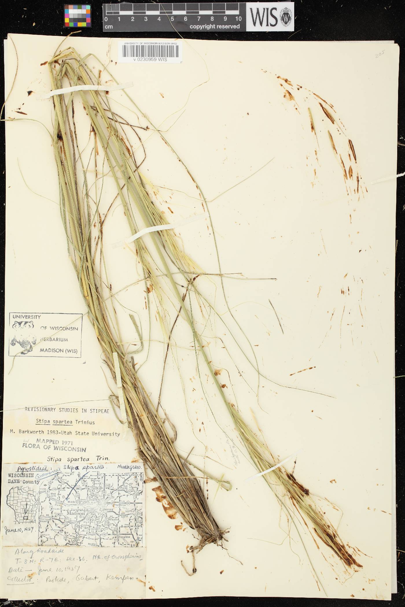Hesperostipa spartea image