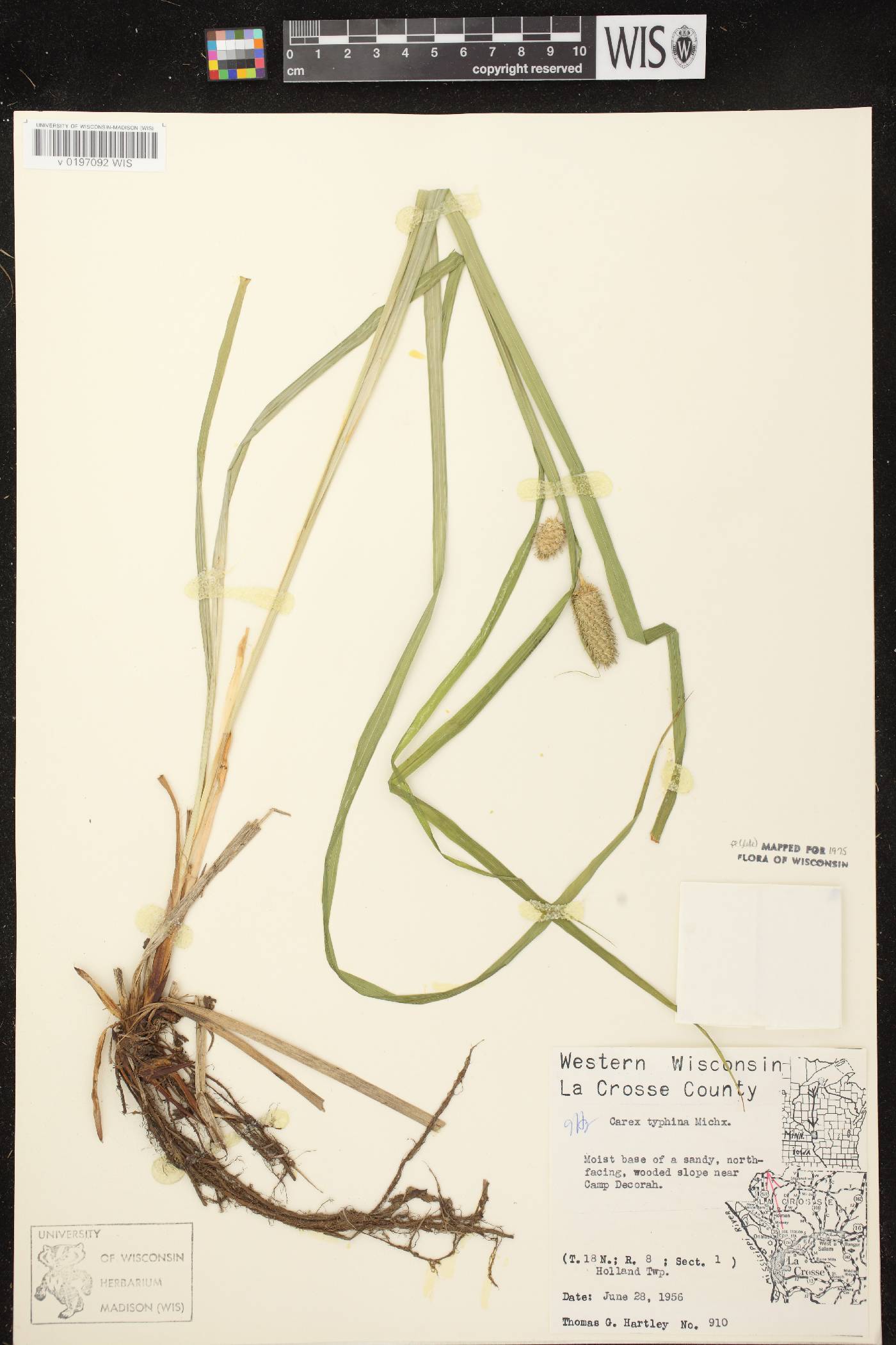 Carex typhina image