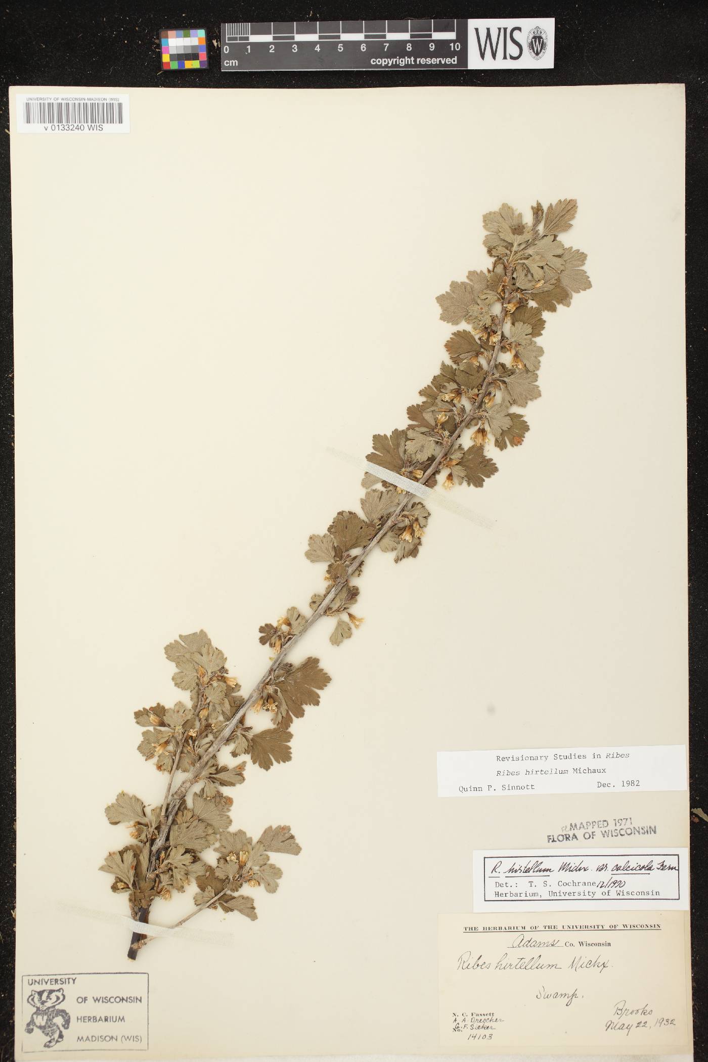 Ribes hirtellum image