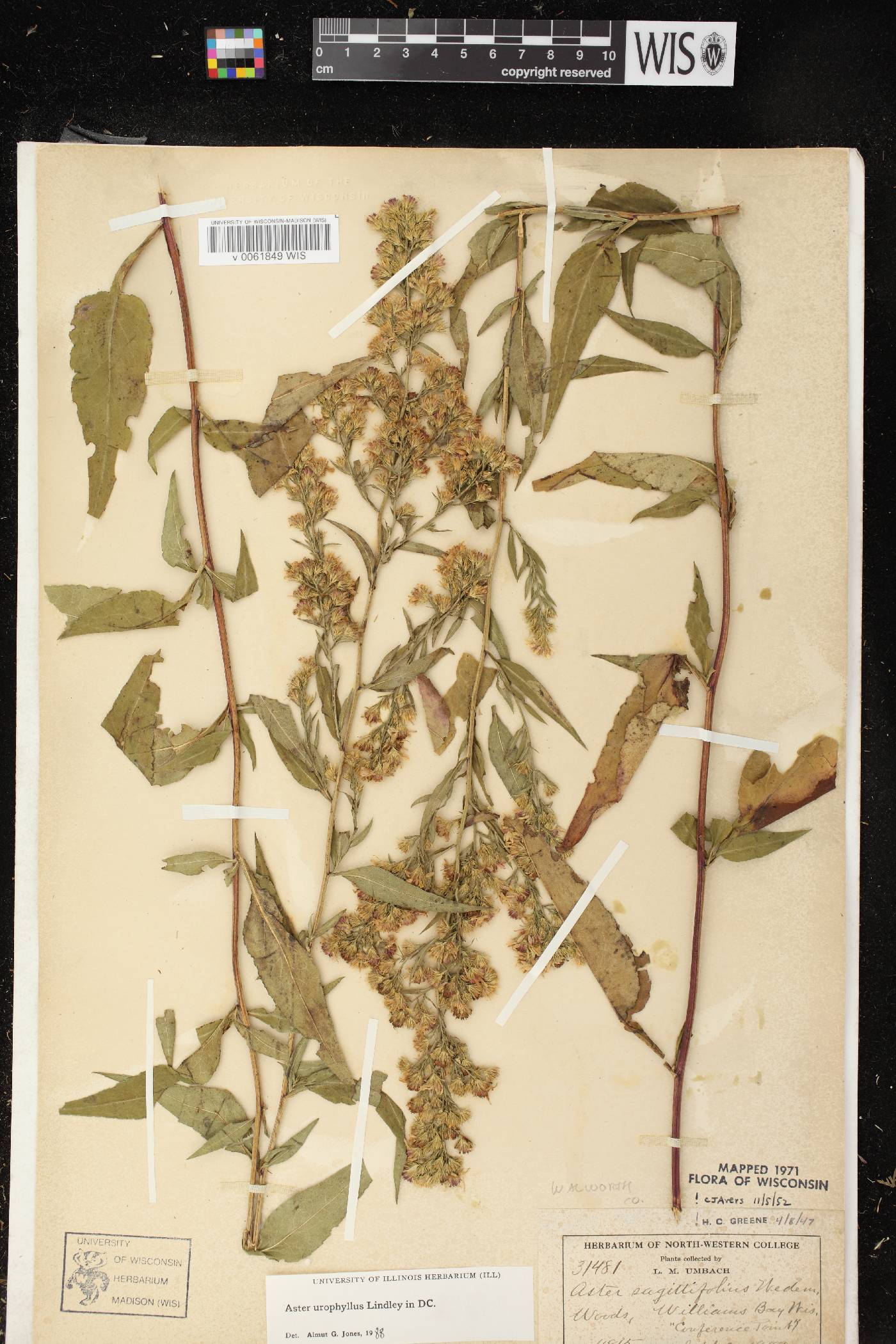 Symphyotrichum urophyllum image