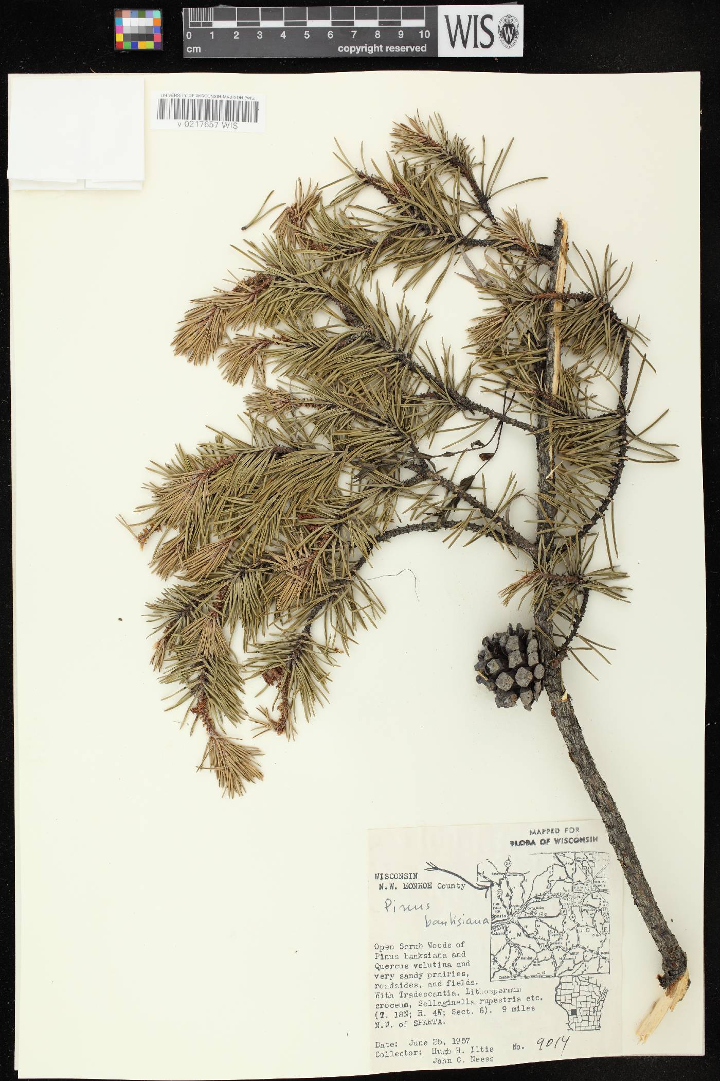 Pinus banksiana image