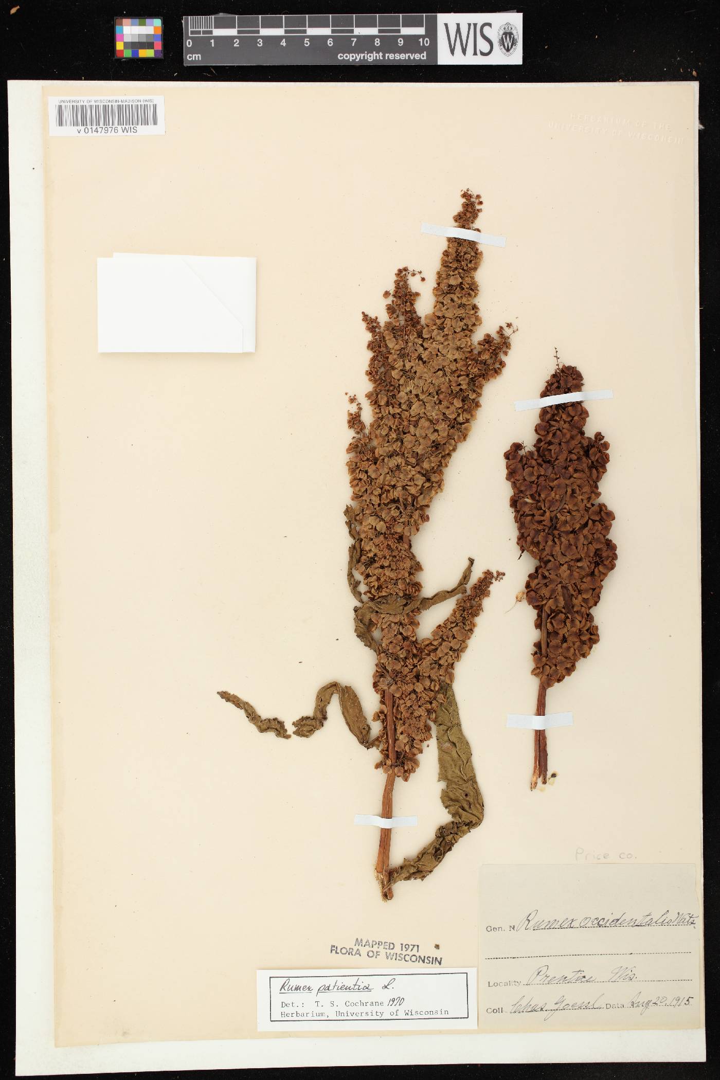 Rumex patientia image