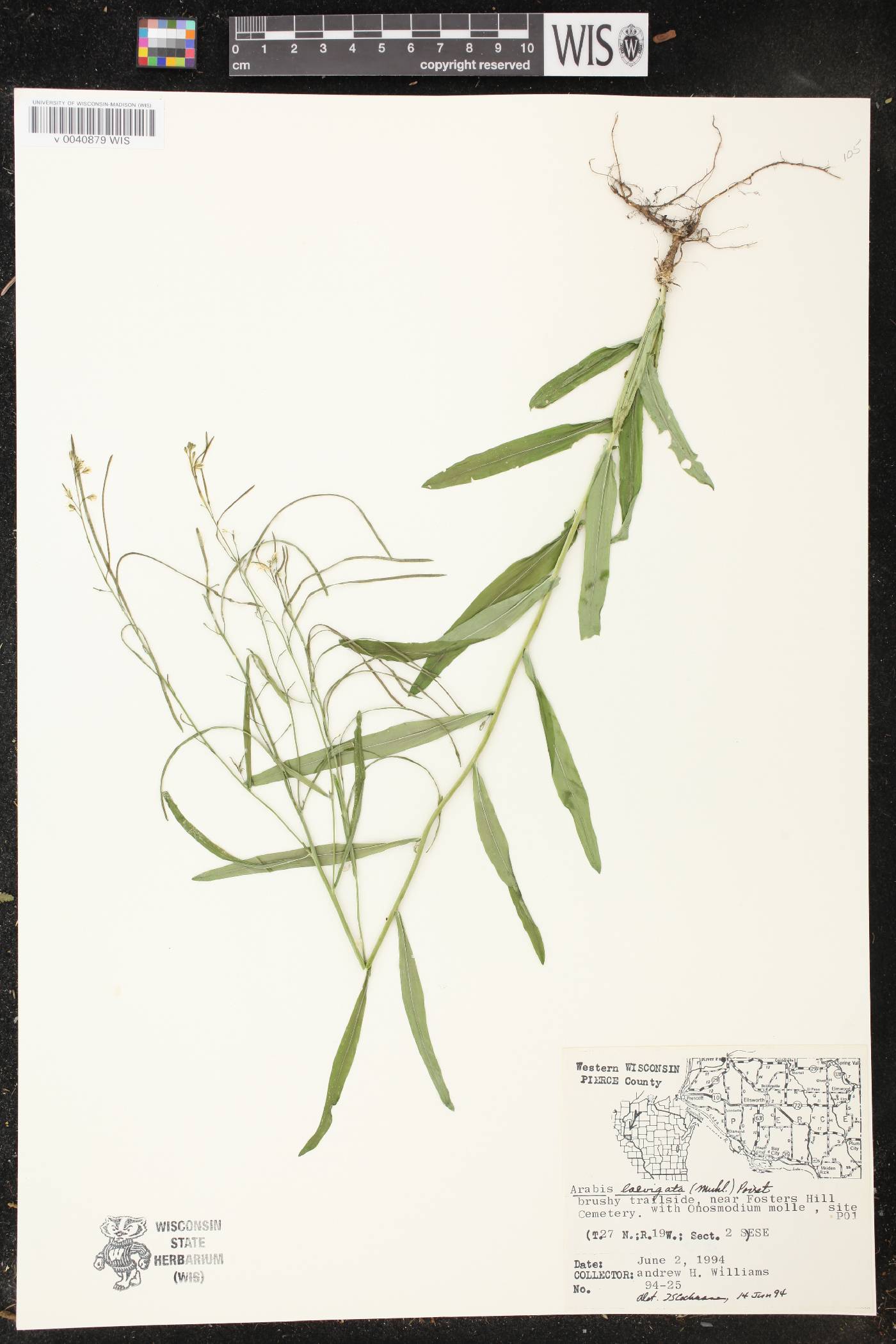 Boechera laevigata image