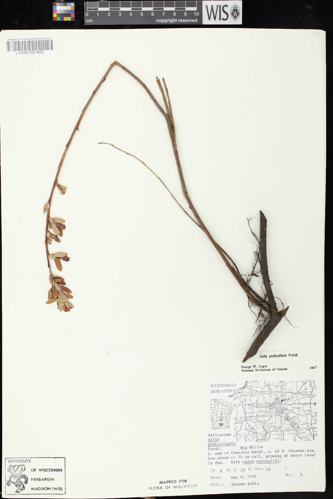 Salix pedicellaris image