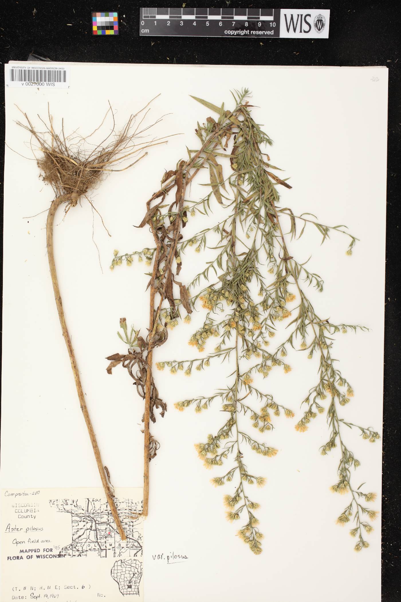 Symphyotrichum pilosum image