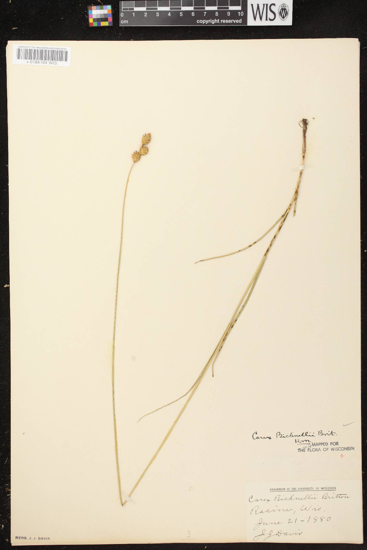 Carex bicknellii image
