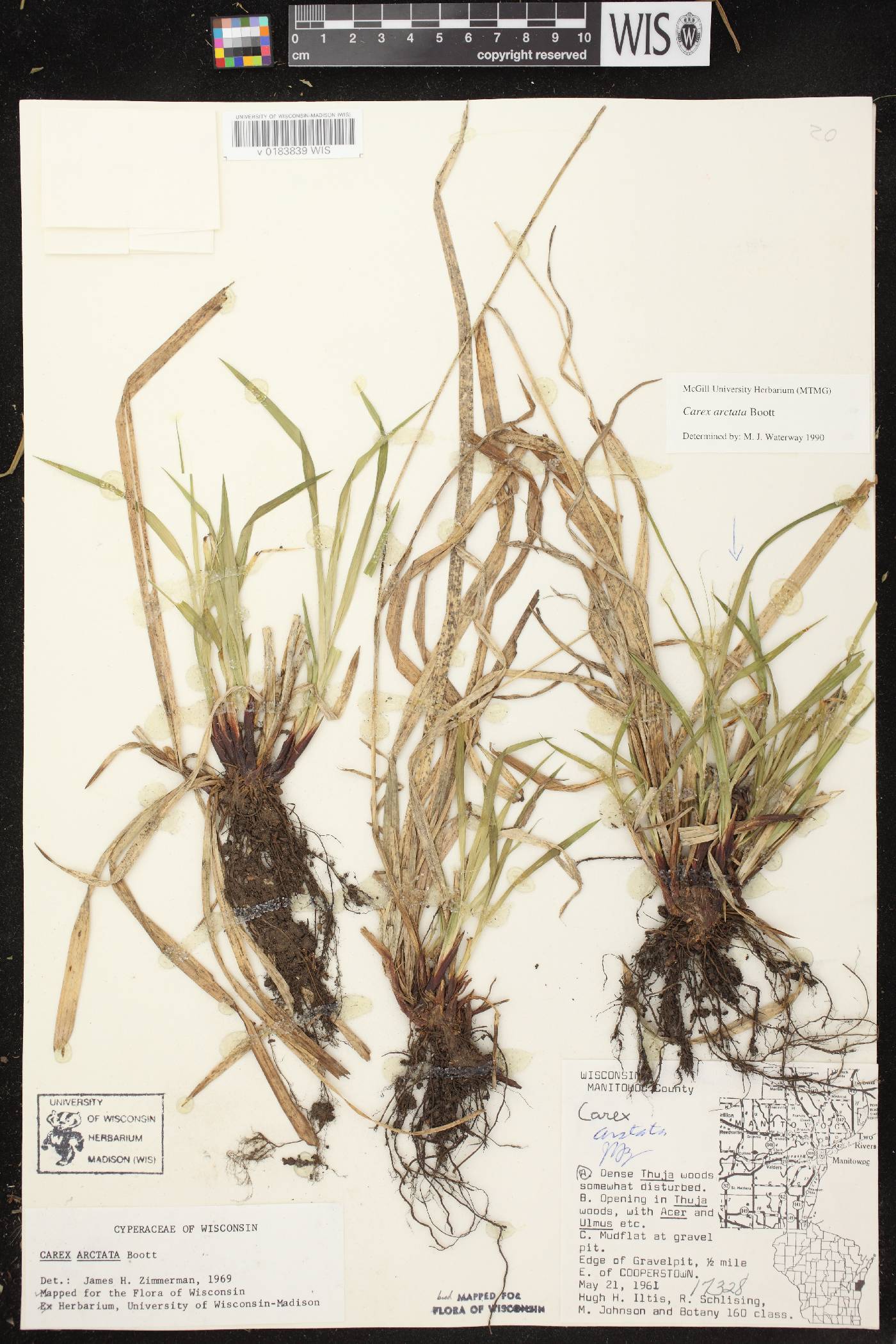 Carex arctata image
