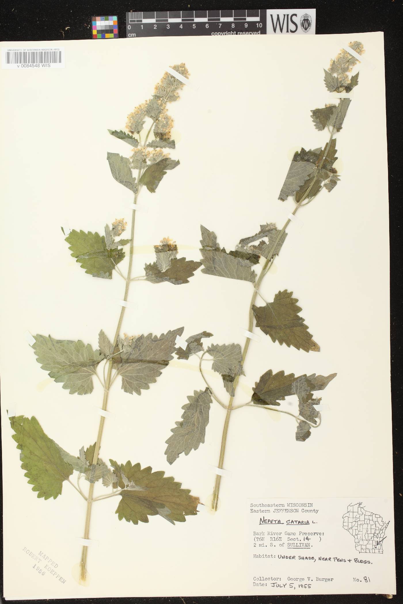 Nepeta cataria image