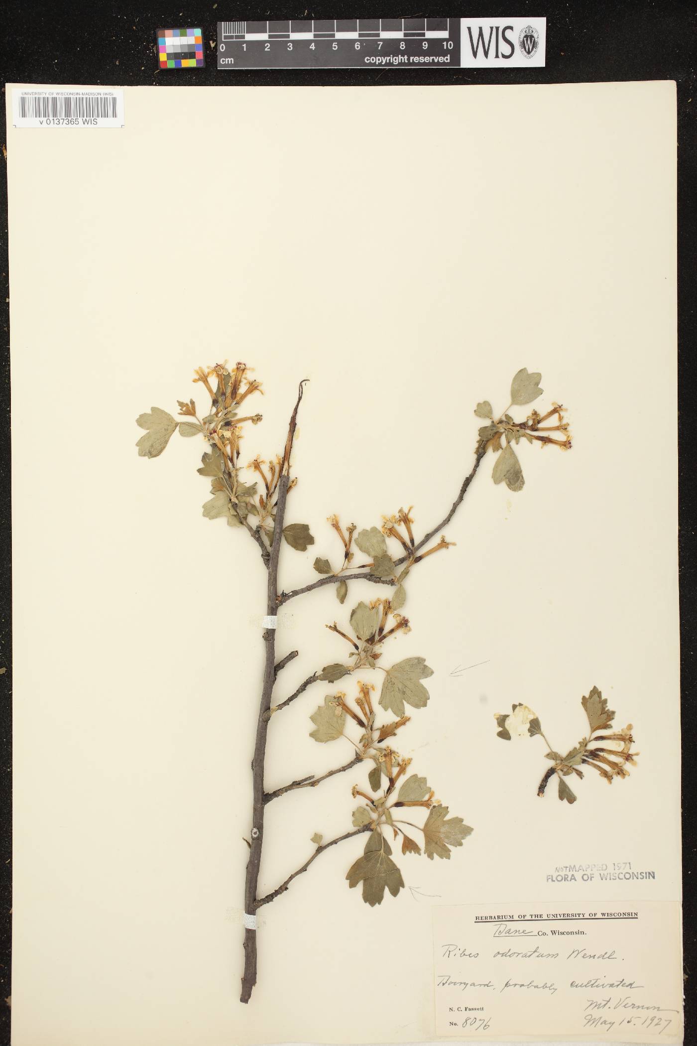Ribes aureum var. villosum image