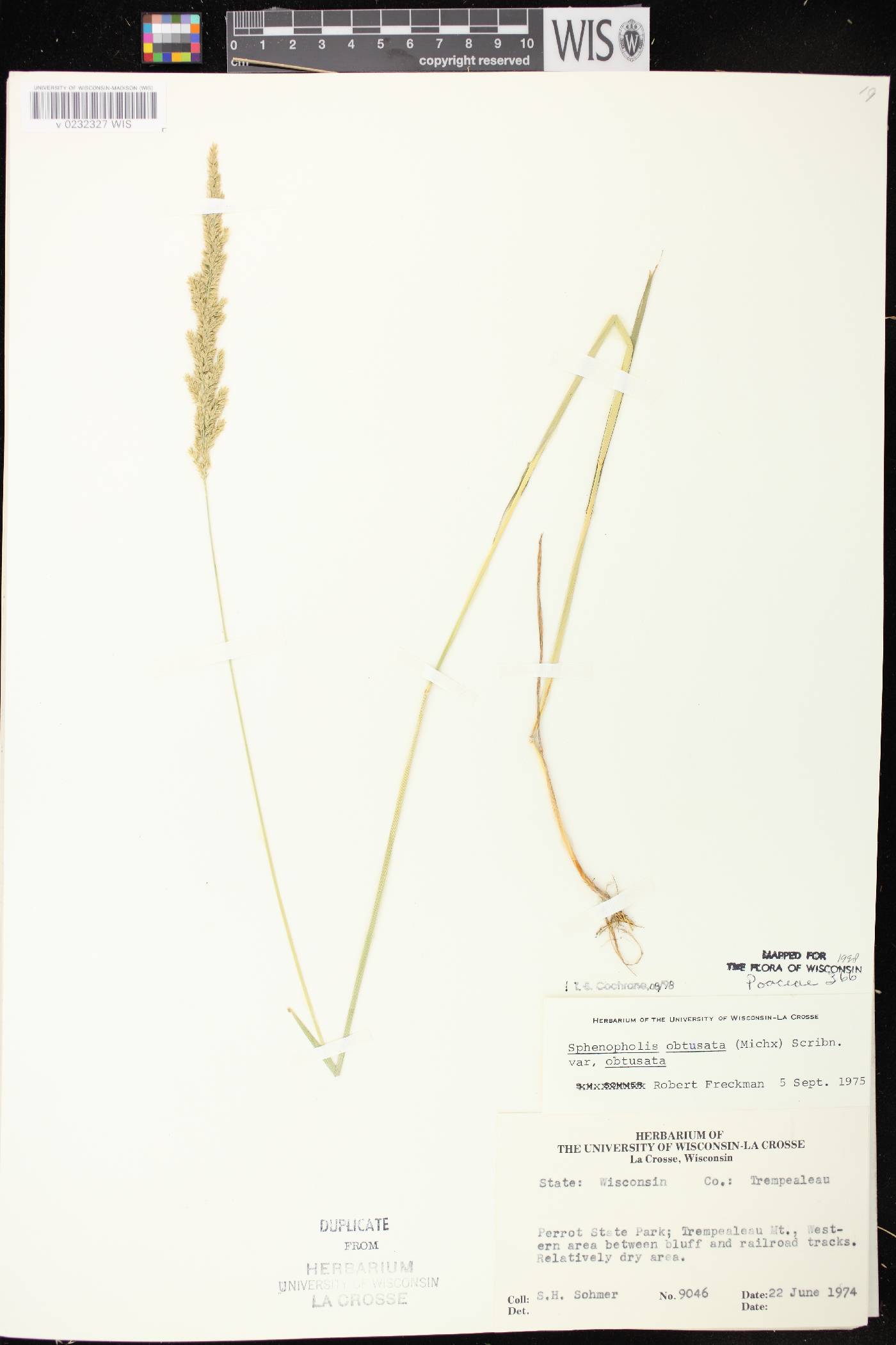 Sphenopholis obtusata image