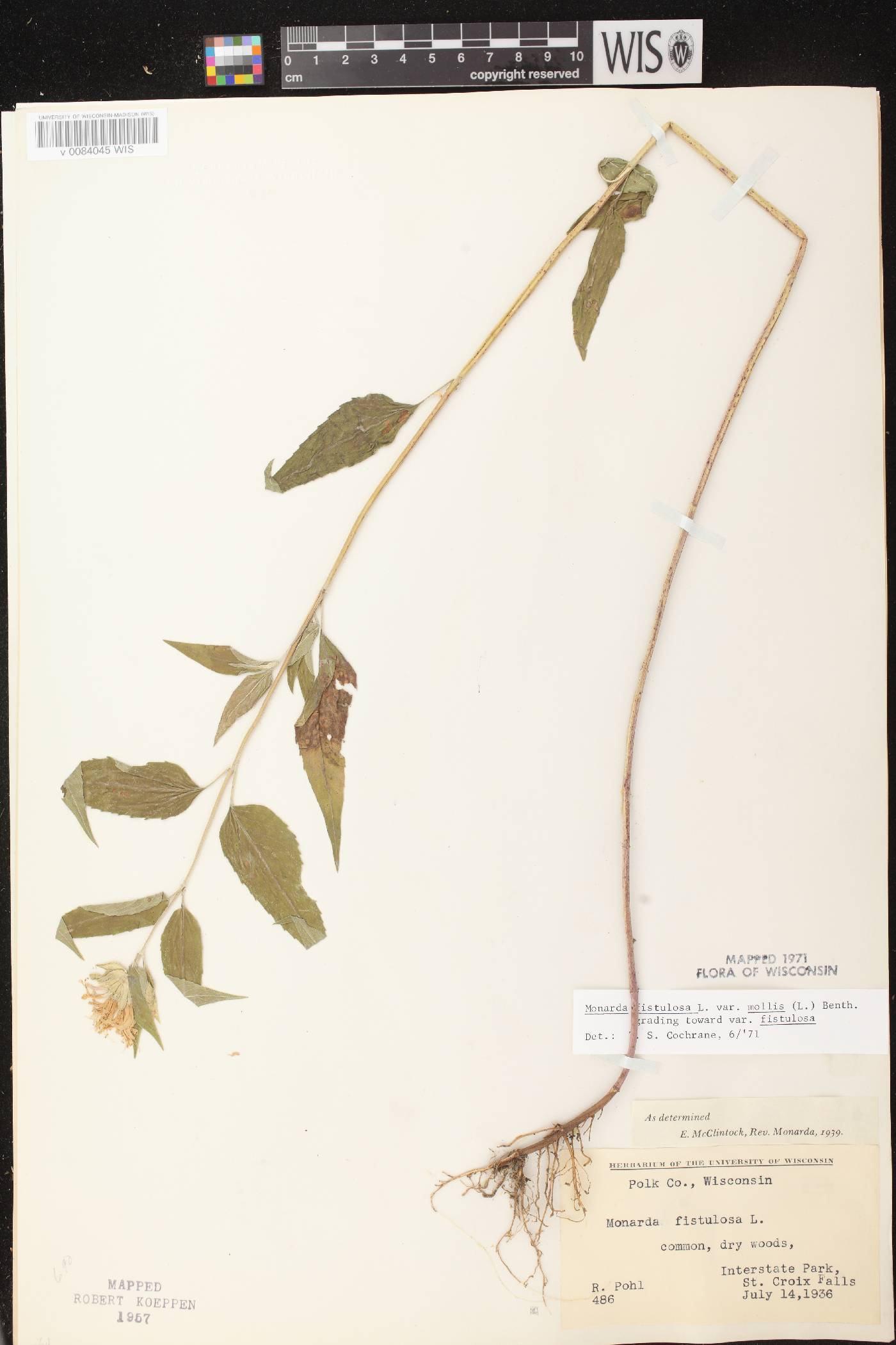 Monarda fistulosa image