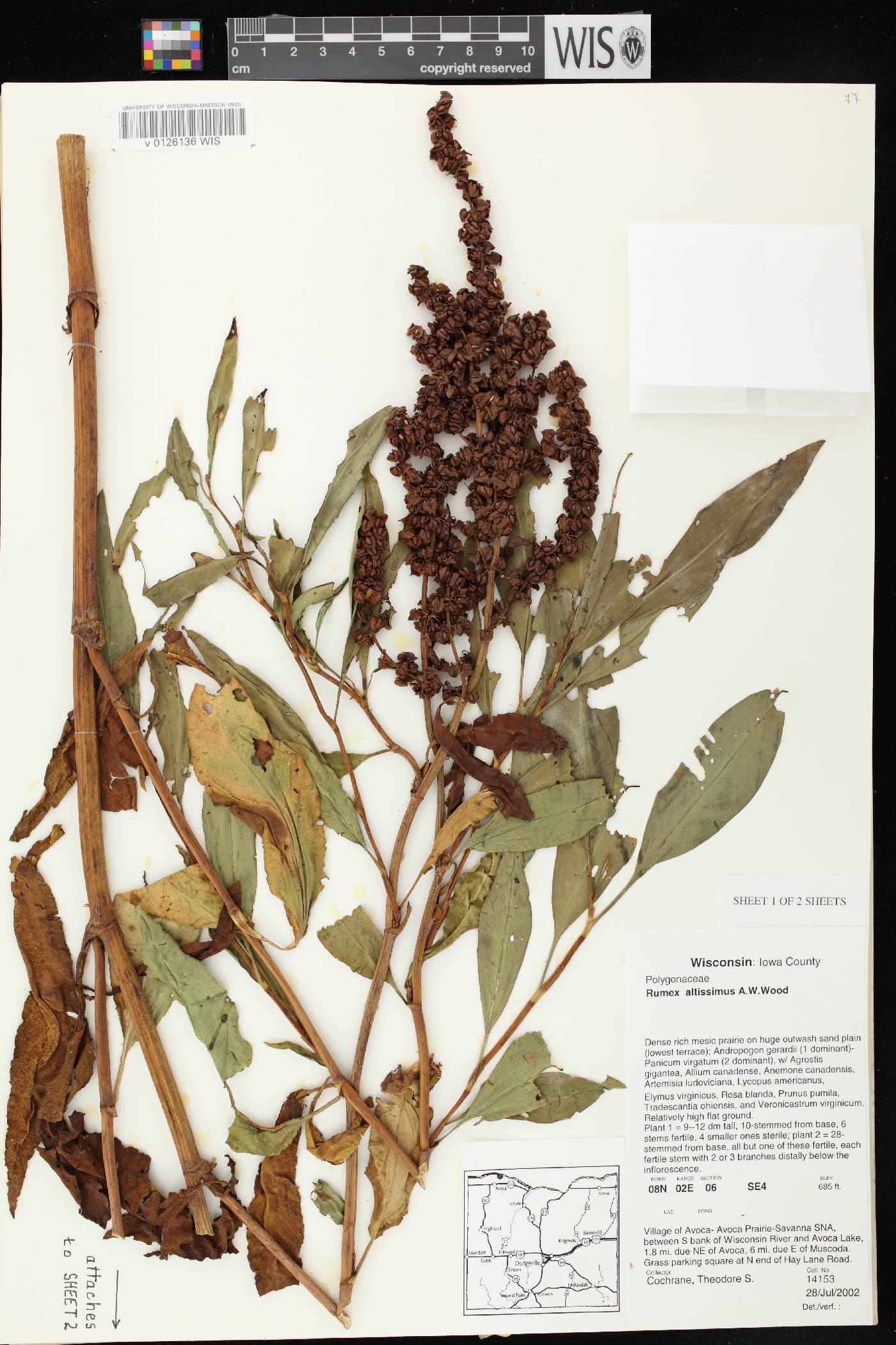 Rumex altissimus image