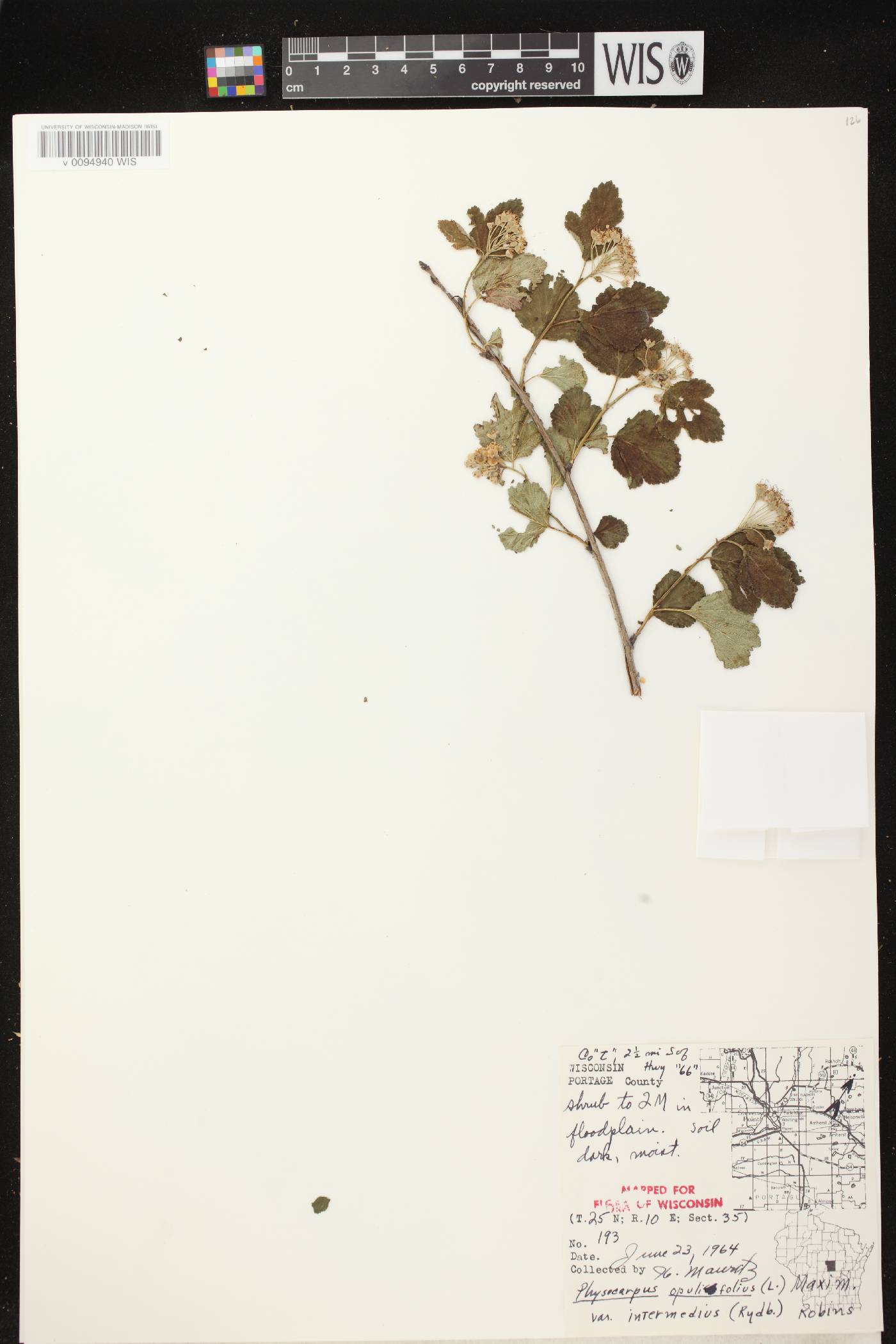 Physocarpus intermedius image