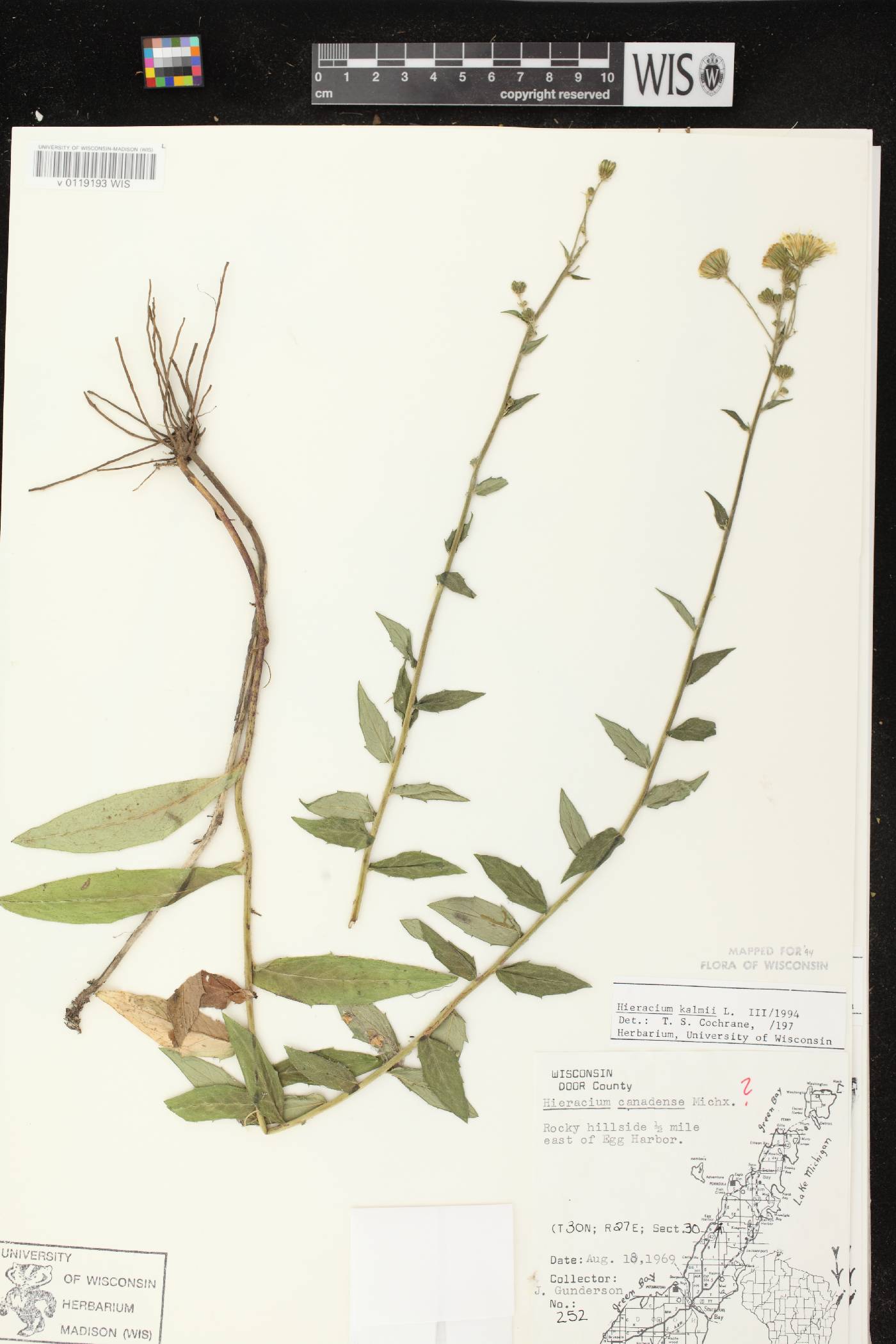 Hieracium umbellatum image