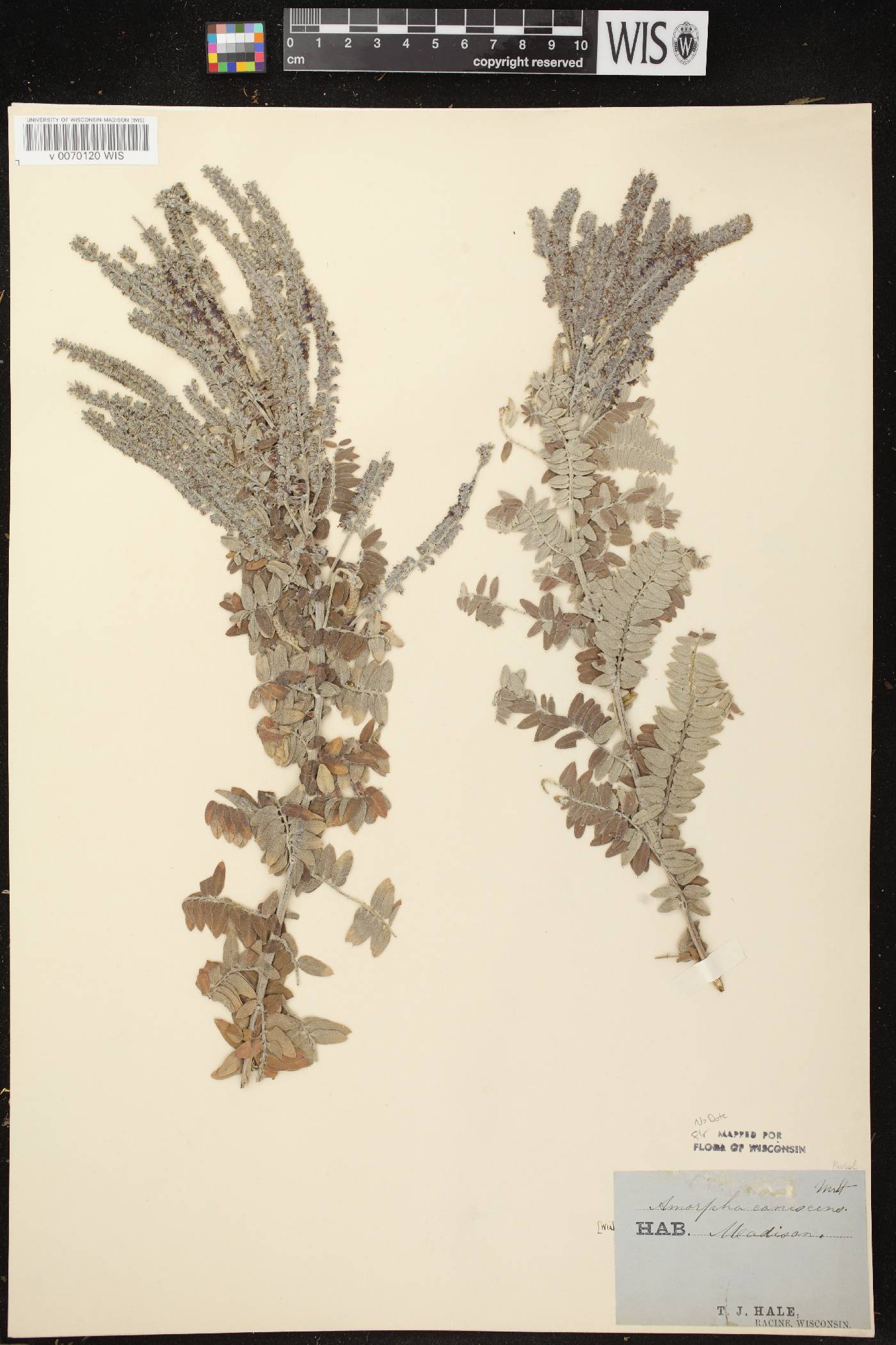 Amorpha canescens image
