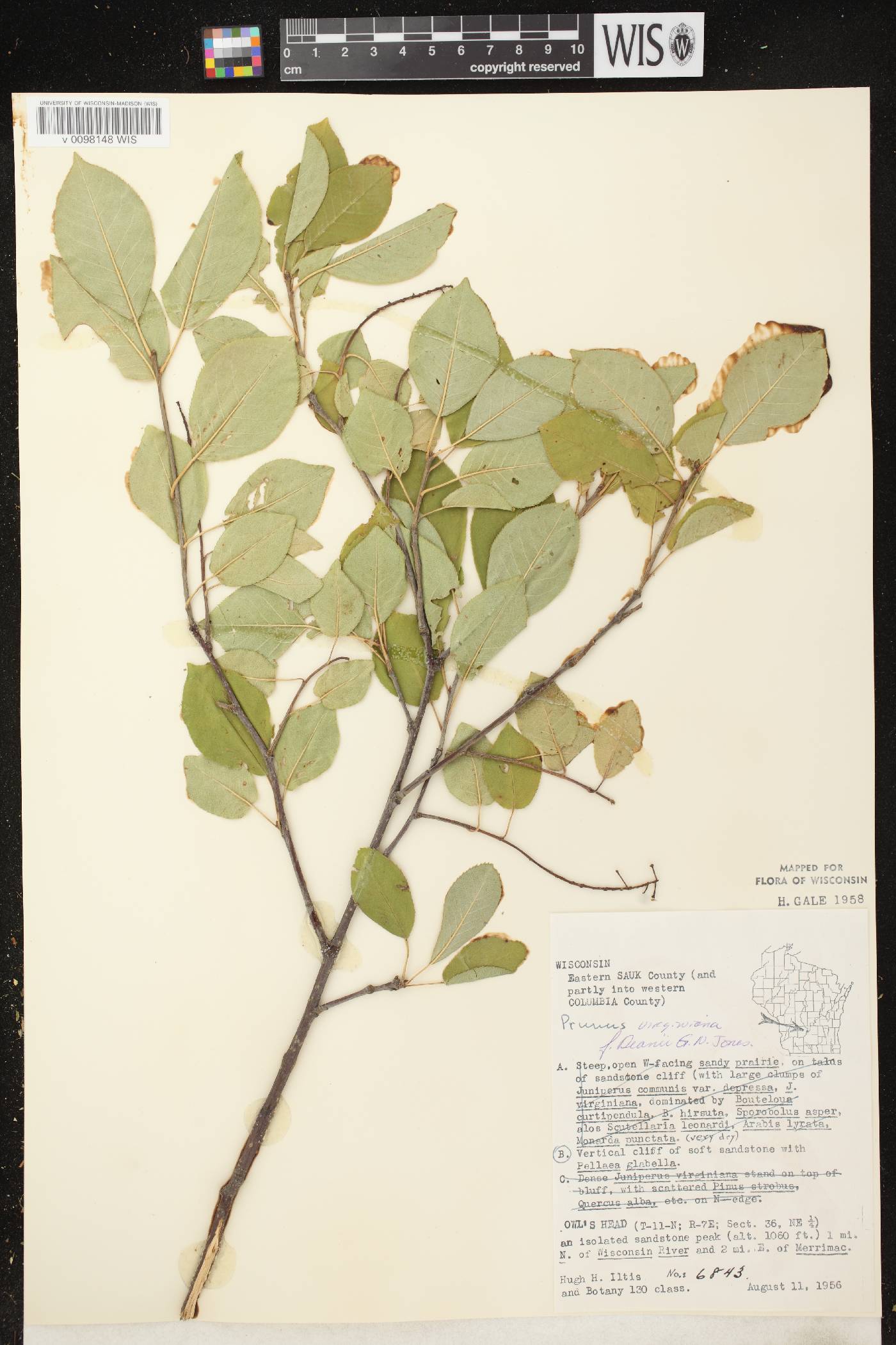 Prunus virginiana image