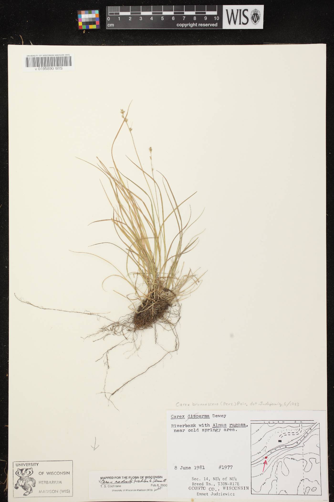 Carex radiata image