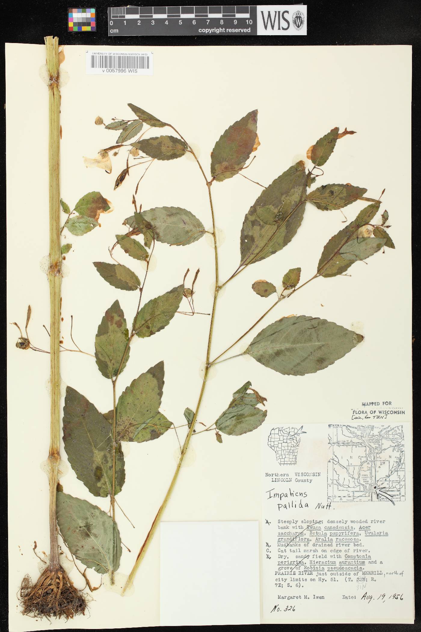 Impatiens pallida image
