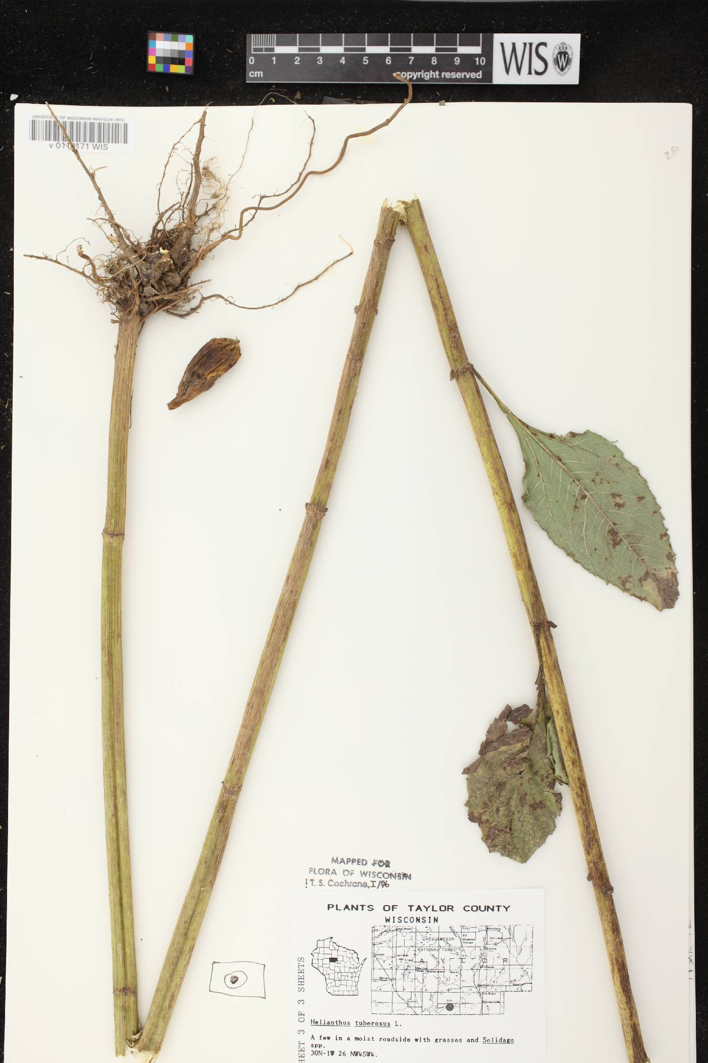 Helianthus tuberosus image