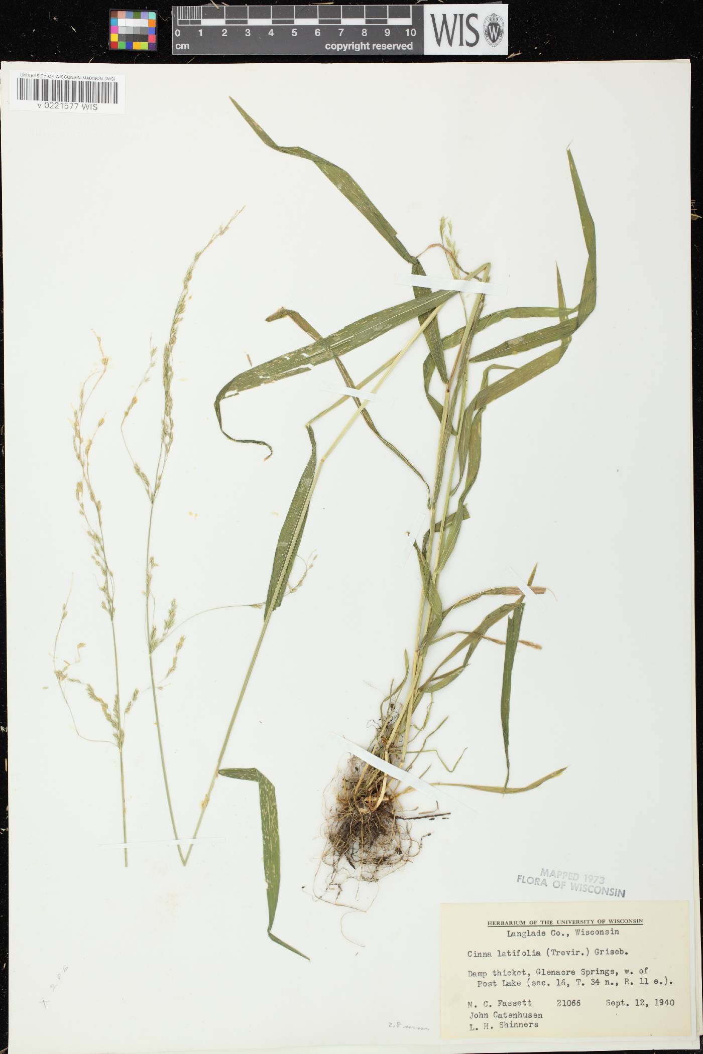 Cinna latifolia image