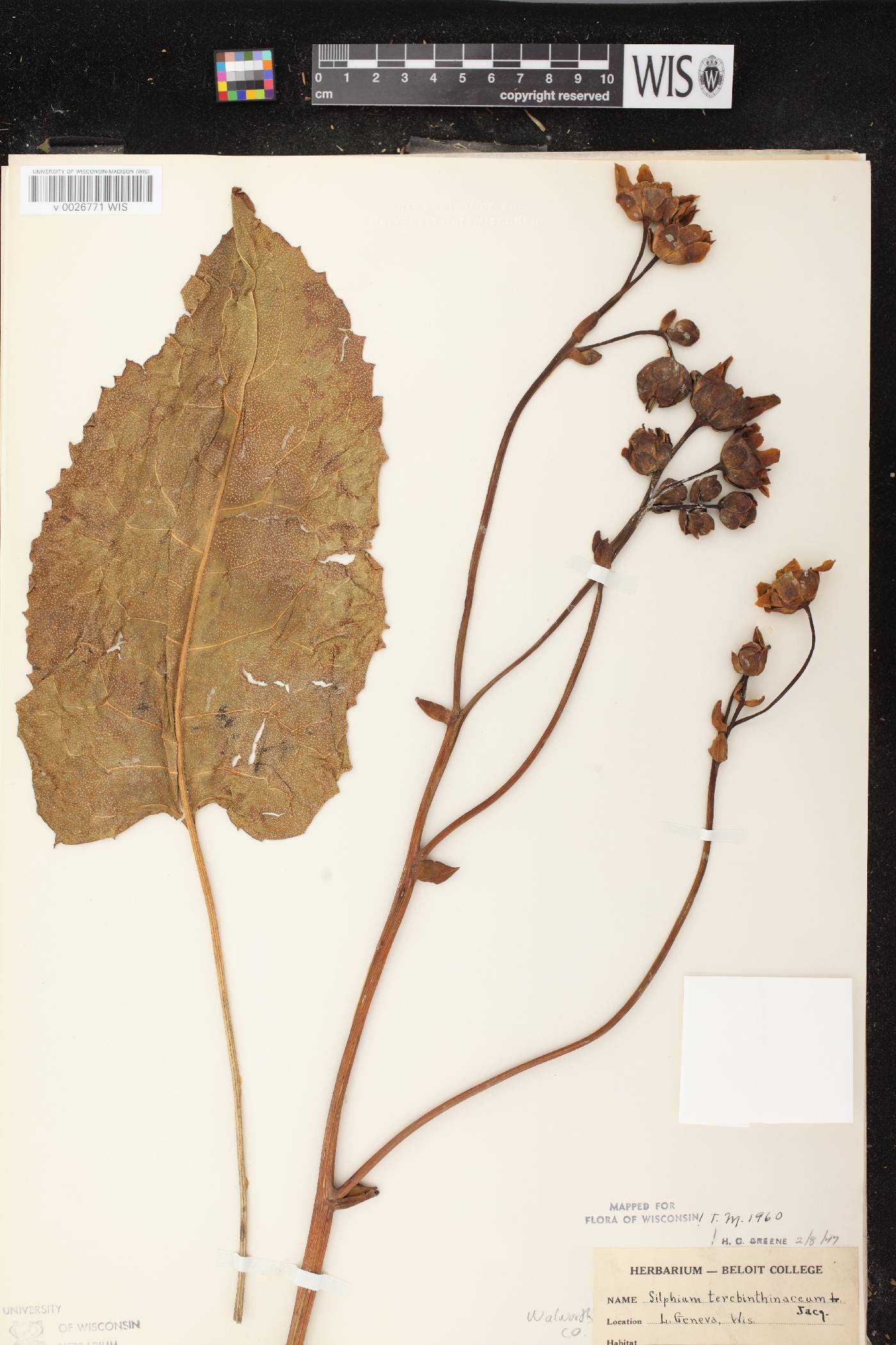 Silphium terebinthinaceum var. terebinthinaceum image