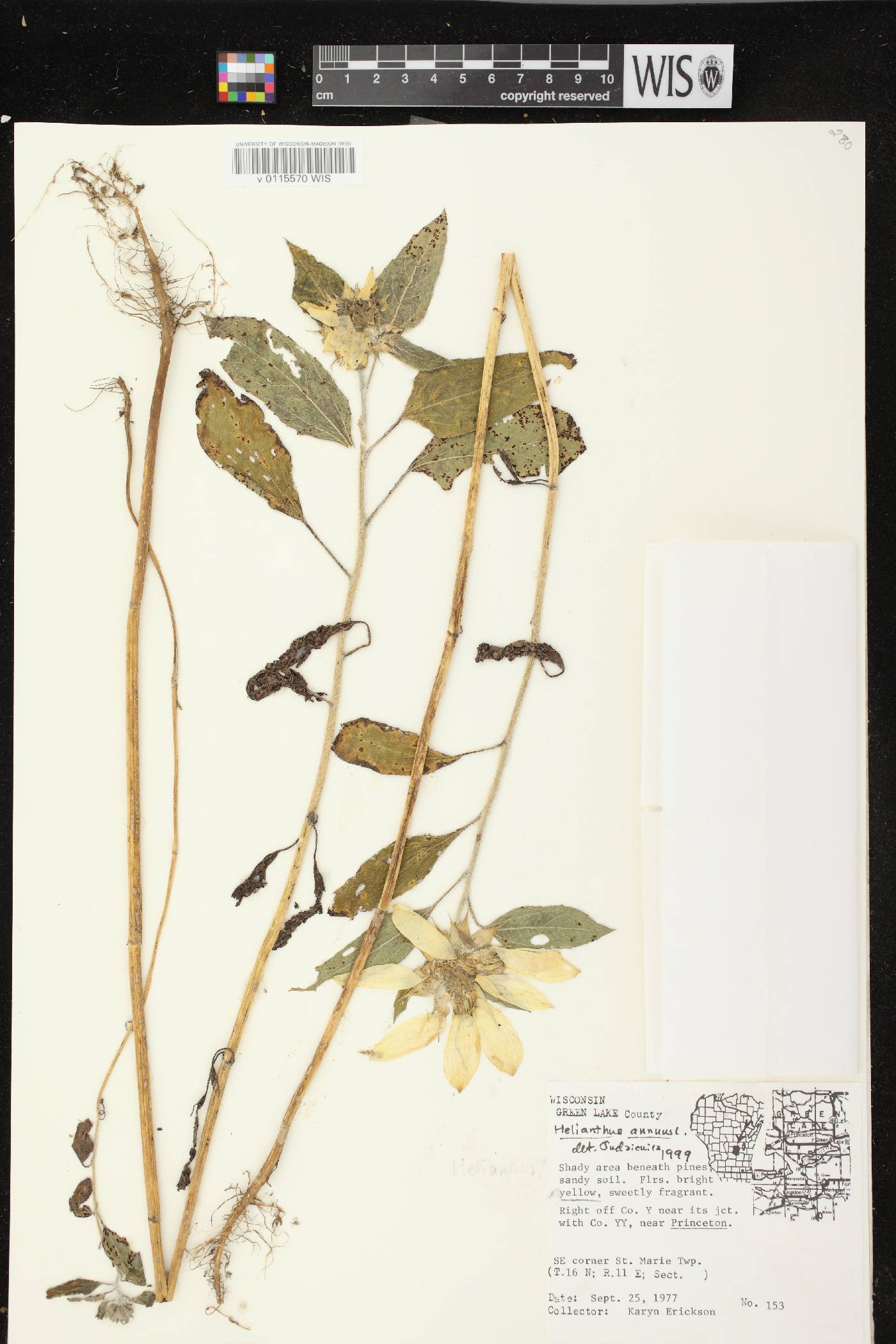 Helianthus annuus image