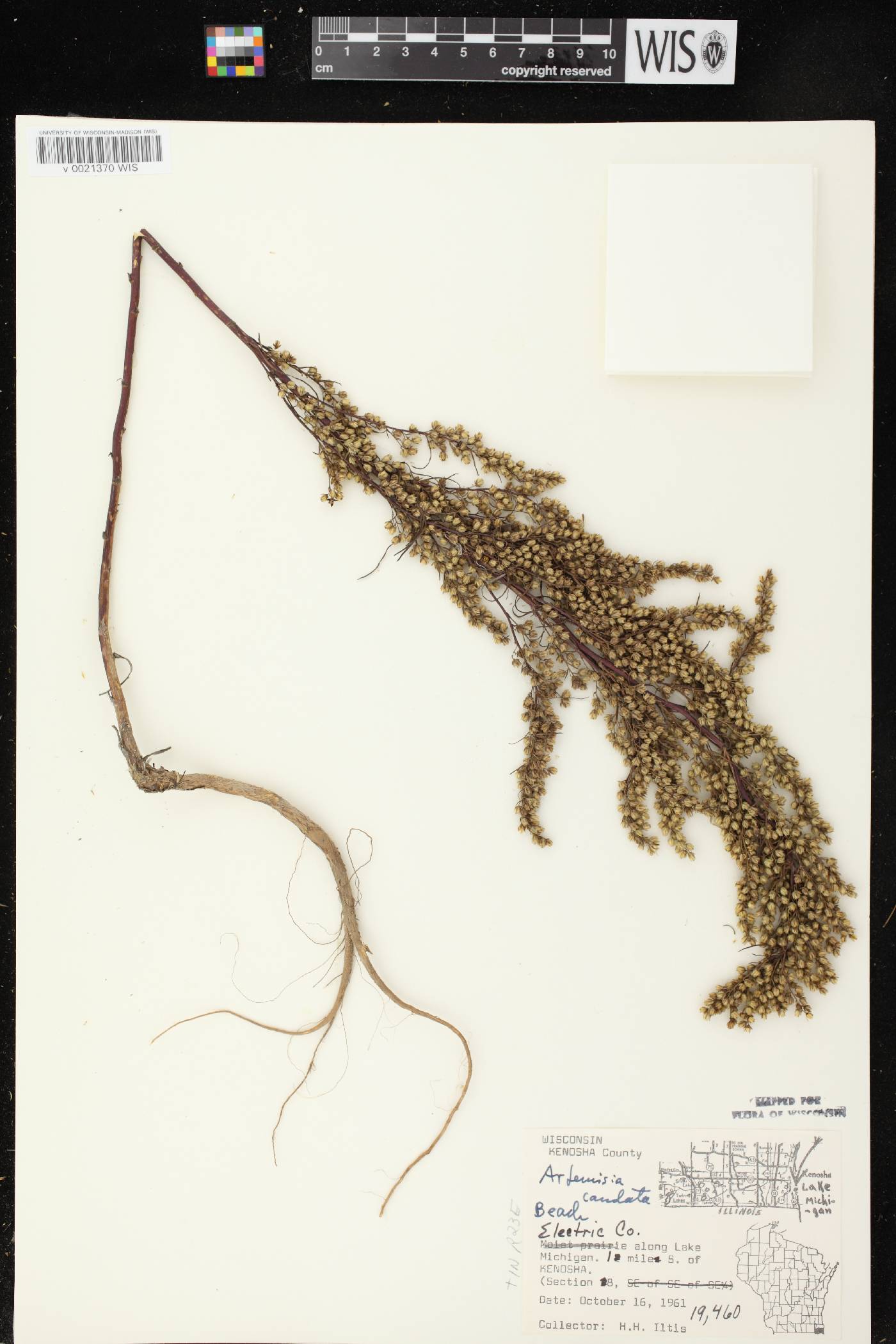 Artemisia campestris image