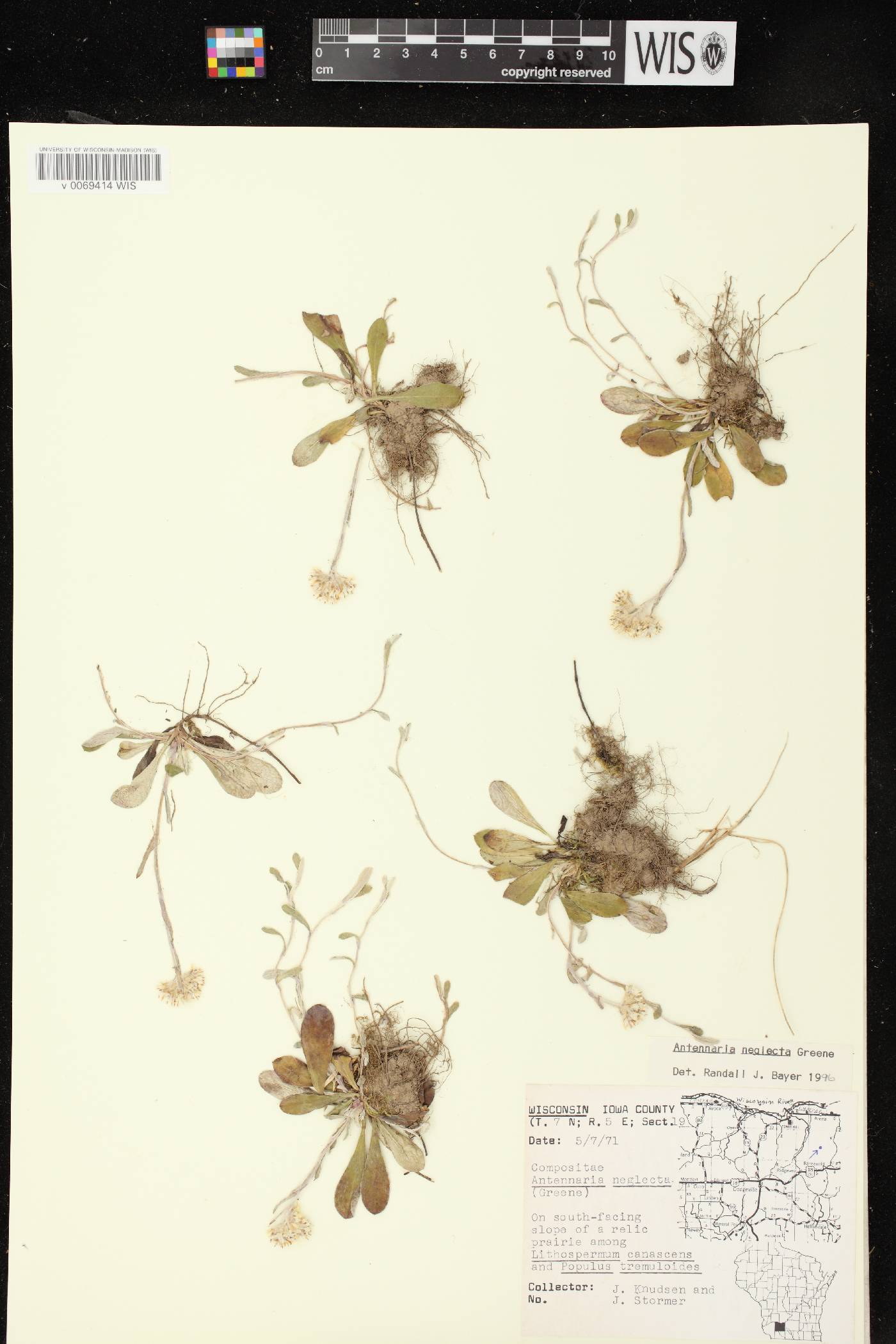 Antennaria neglecta image