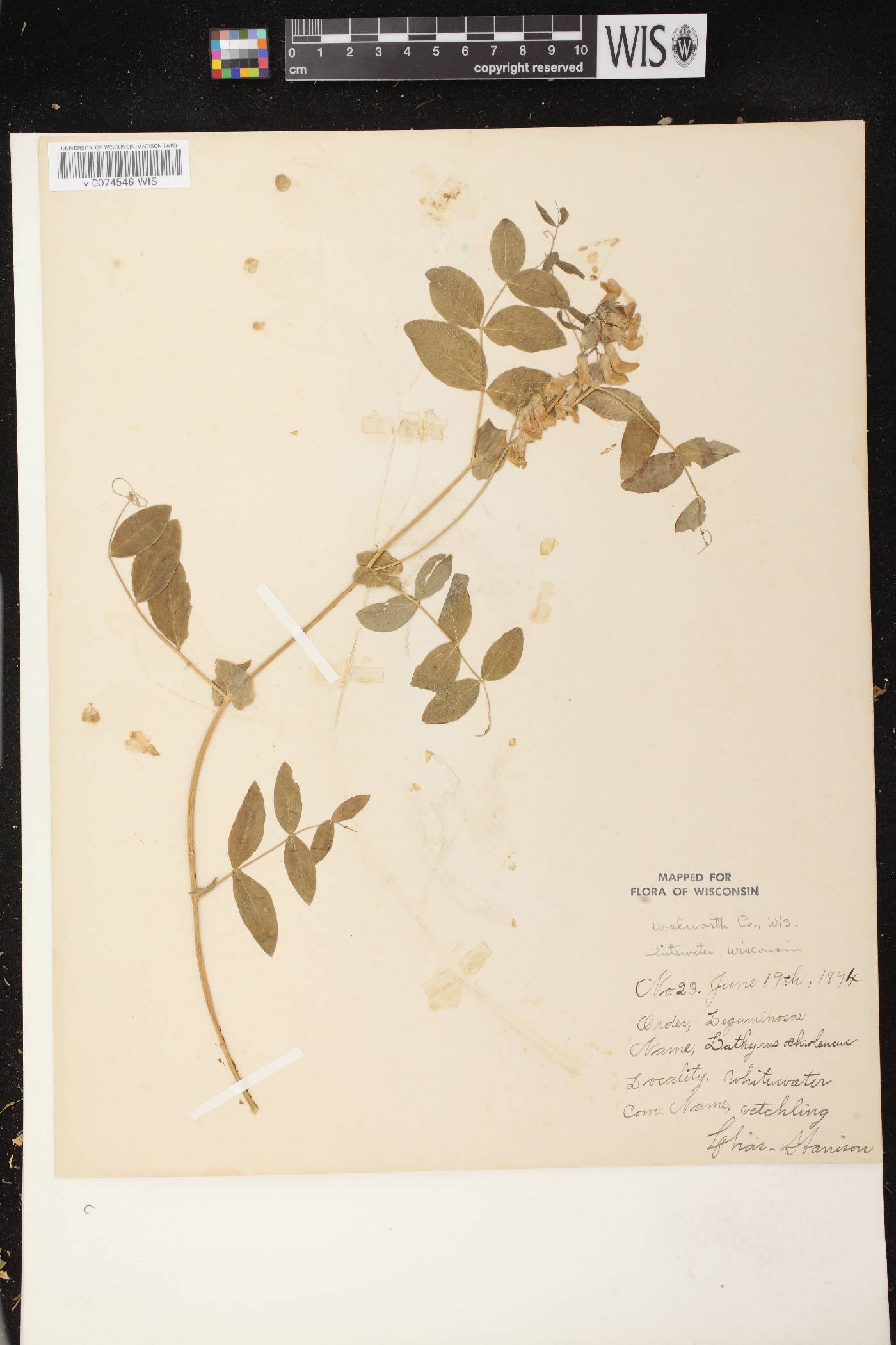 Lathyrus ochroleucus image