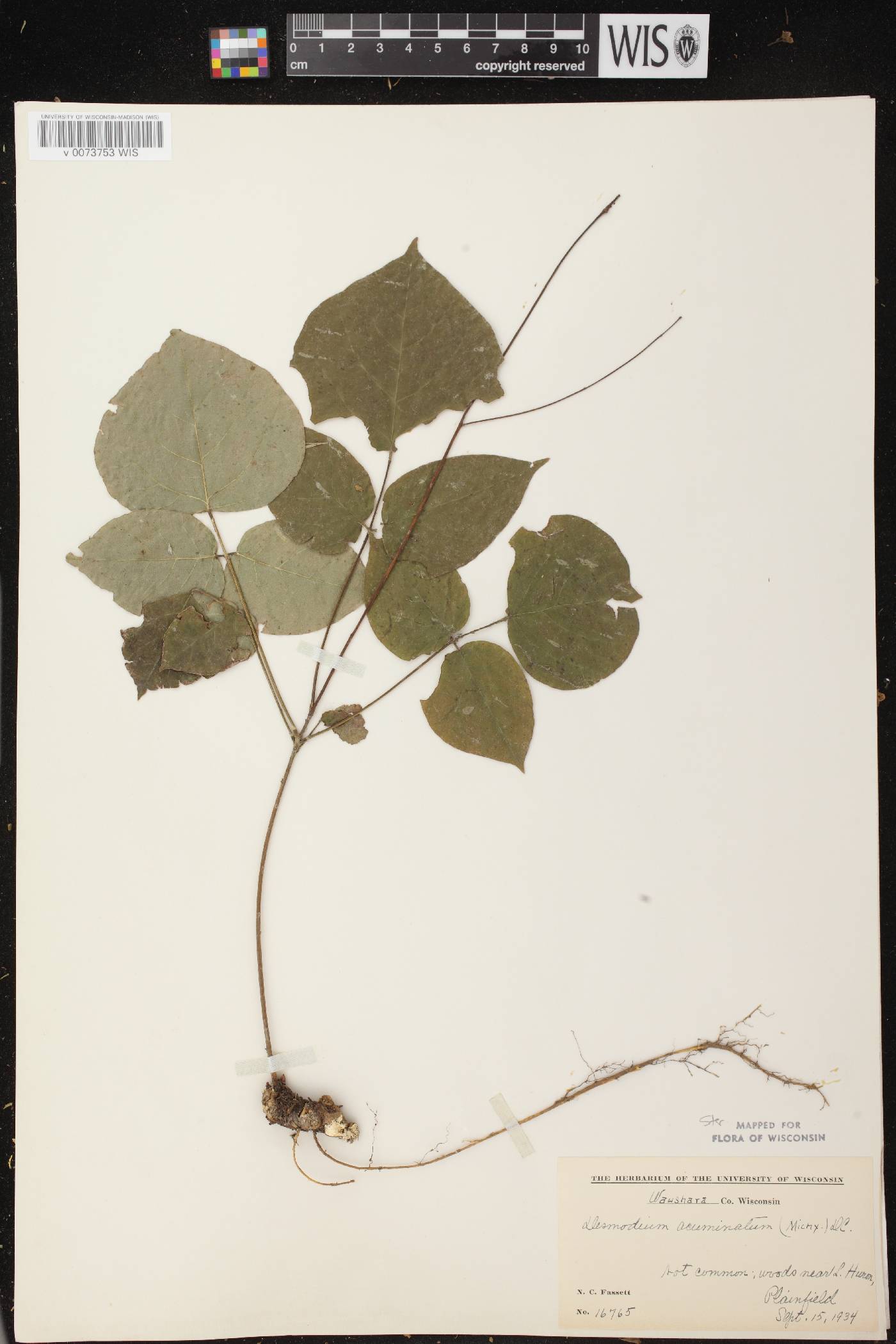 Hylodesmum glutinosum image