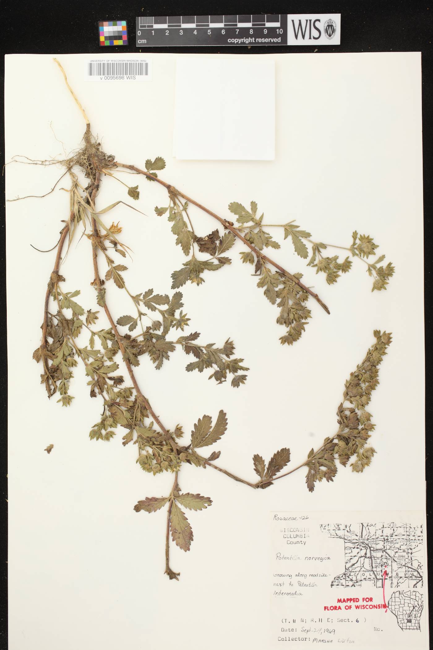 Potentilla norvegica image