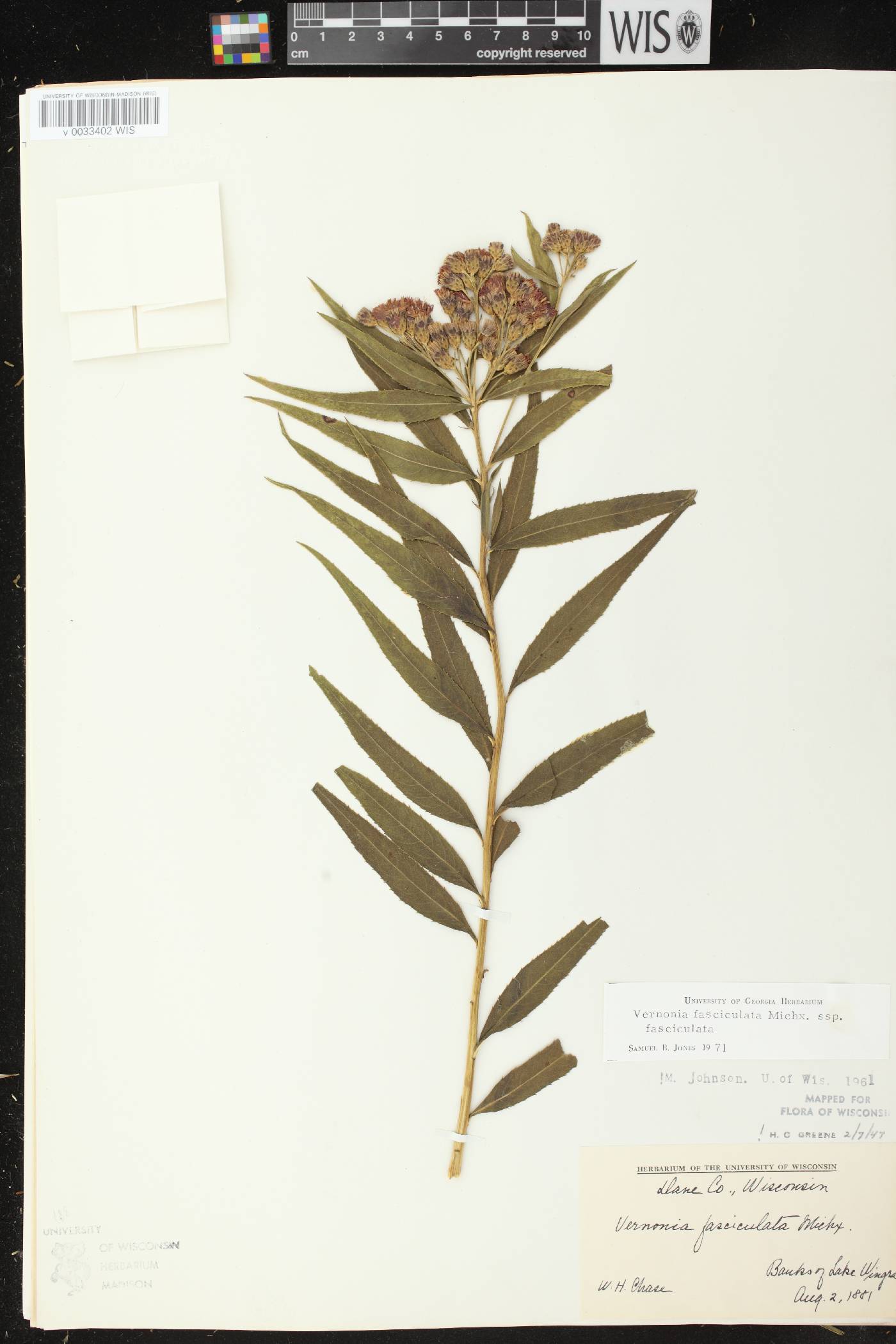 Vernonia fasciculata image
