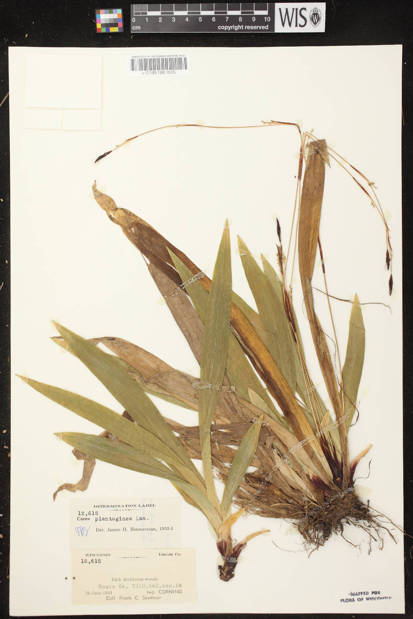 Carex plantaginea image