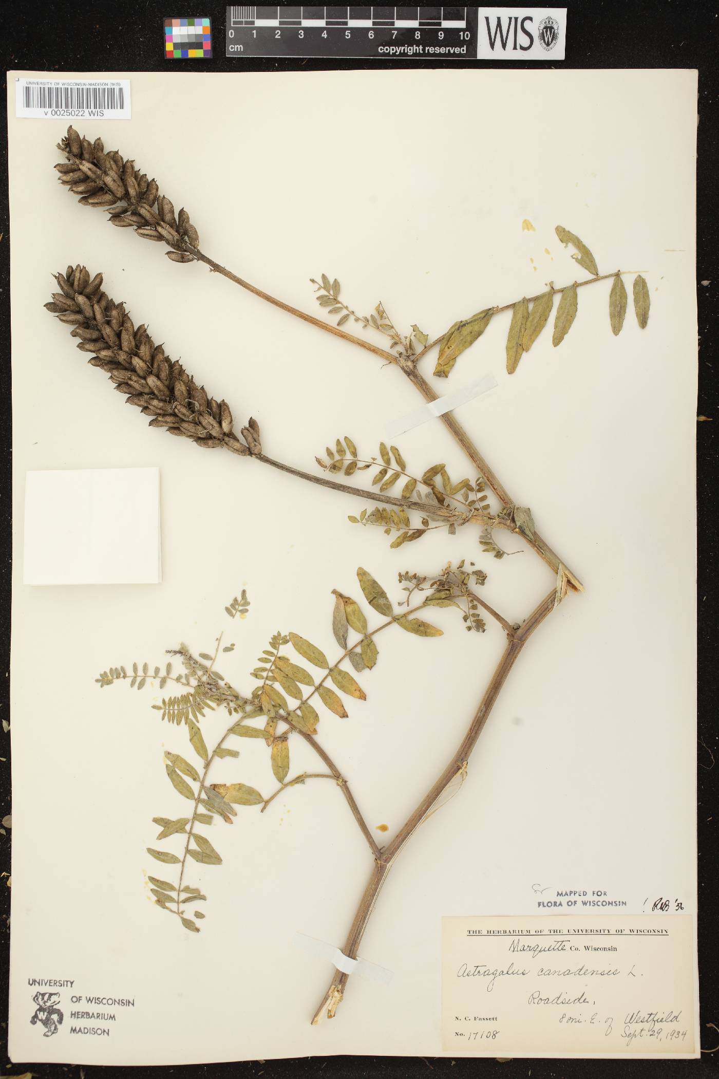 Astragalus canadensis var. canadensis image