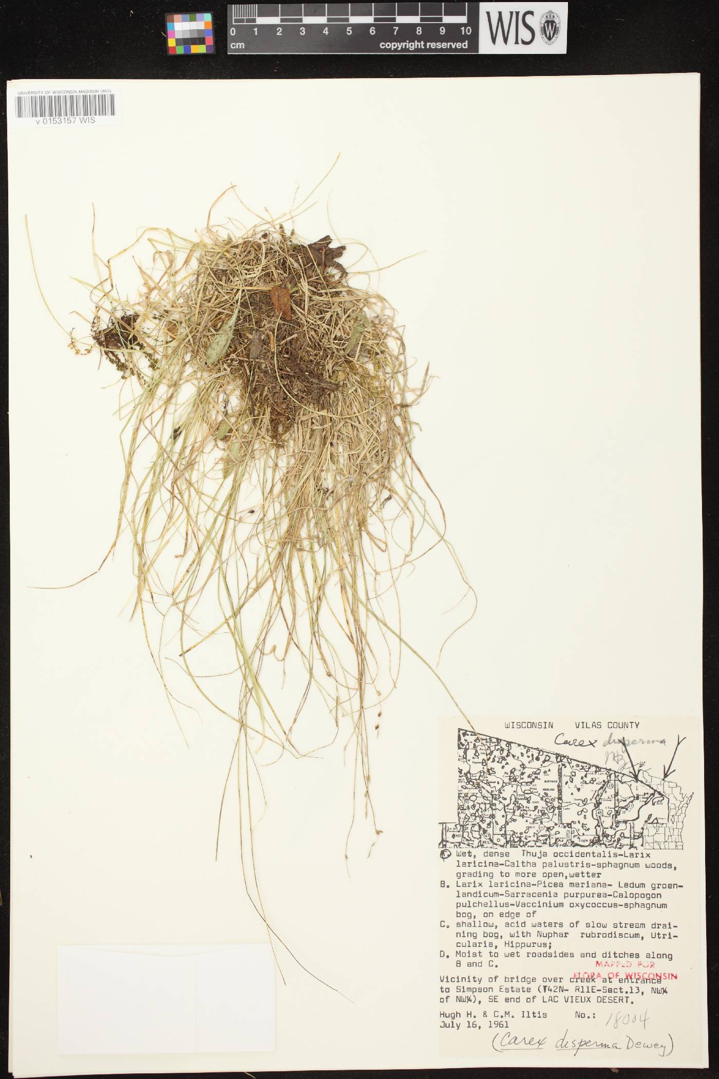 Carex disperma image