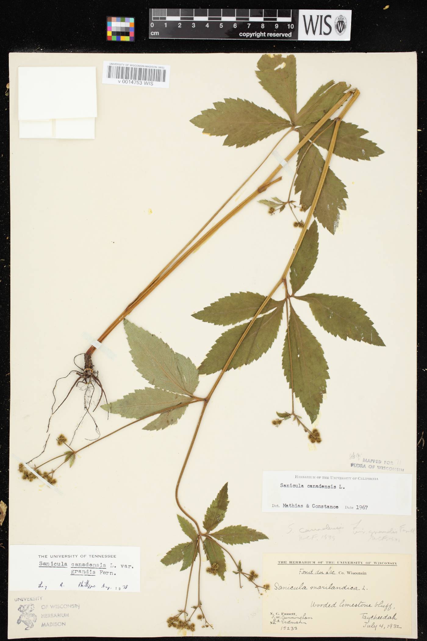 Sanicula canadensis image