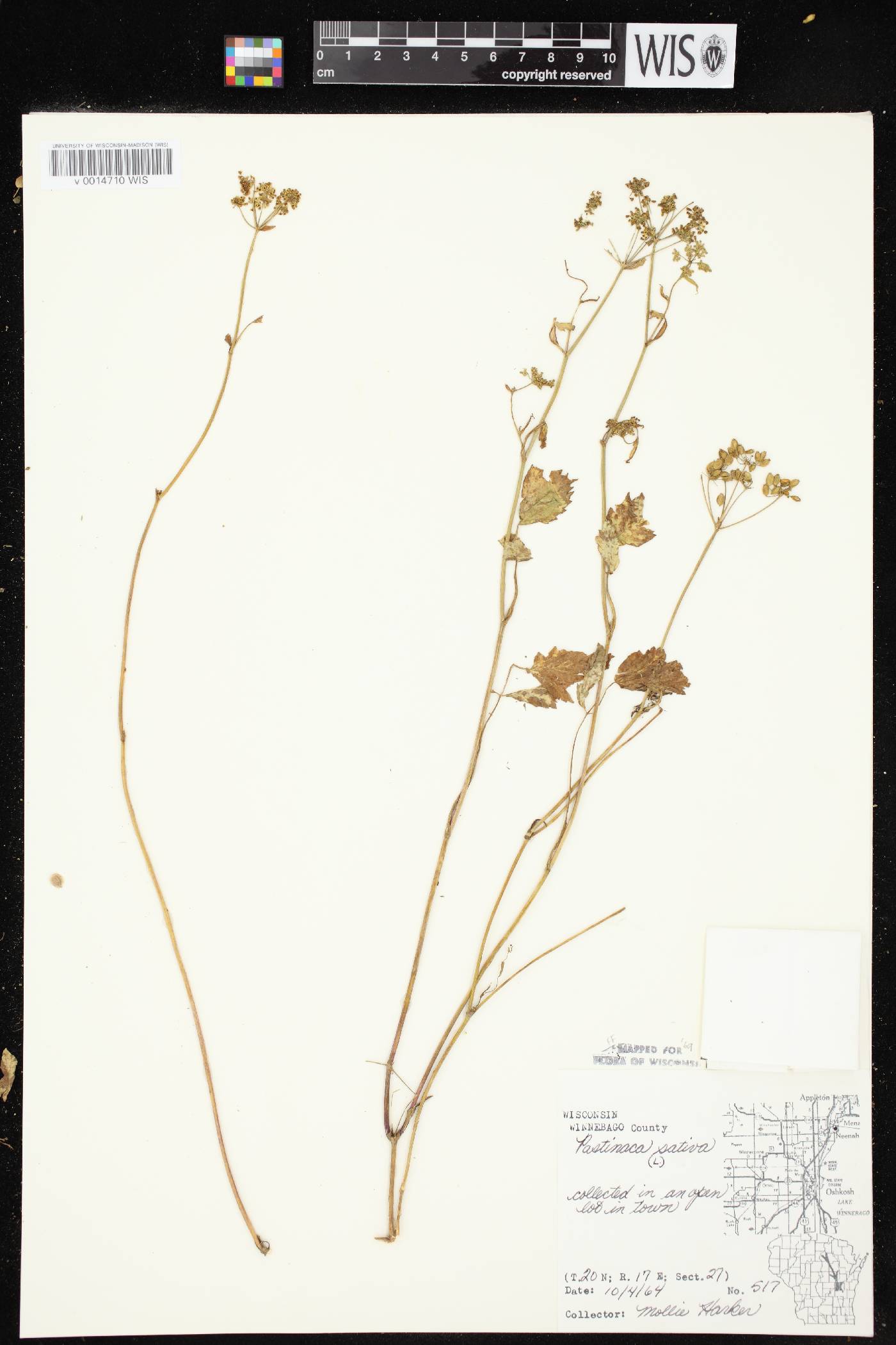 Pastinaca sativa image