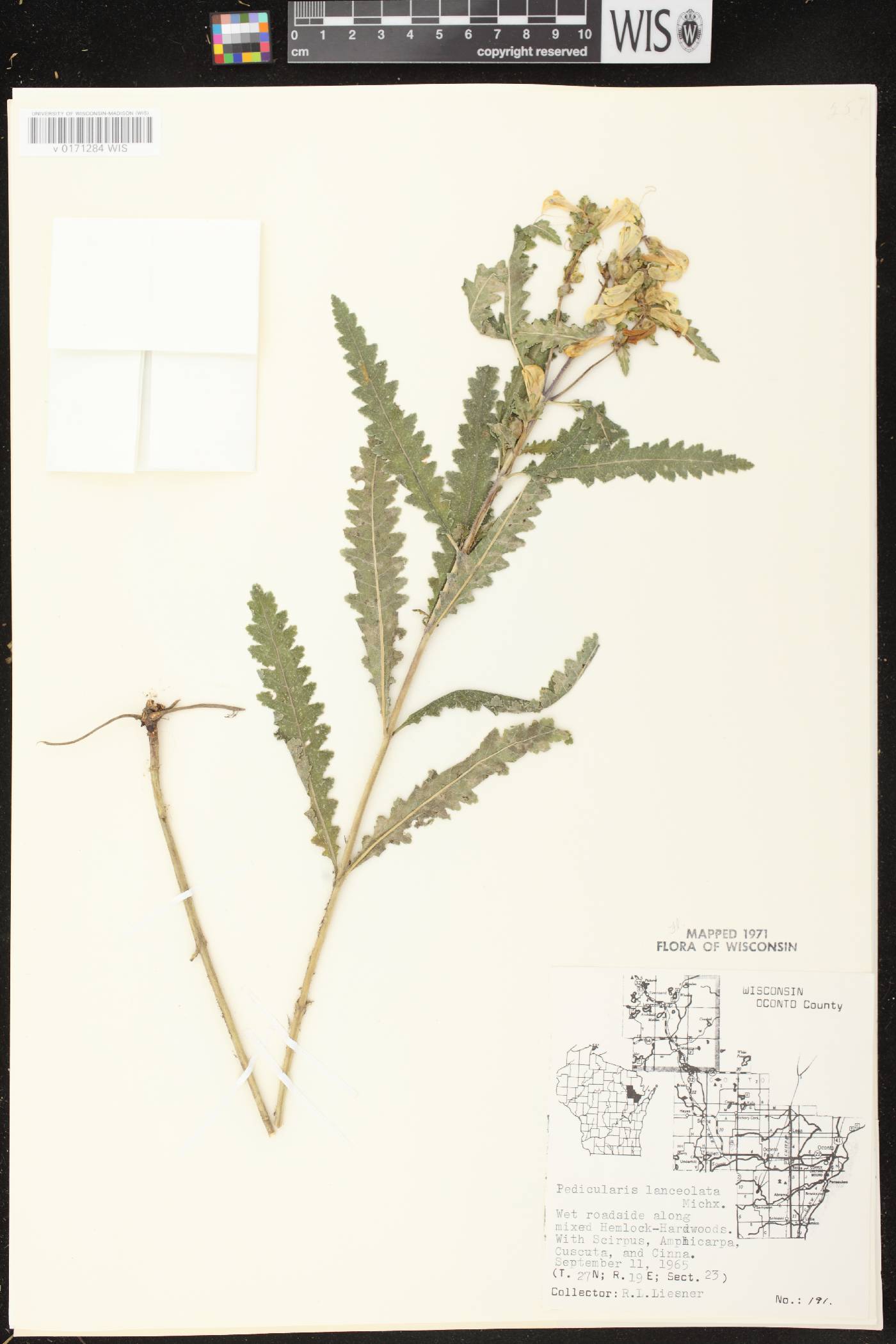 Pedicularis lanceolata image