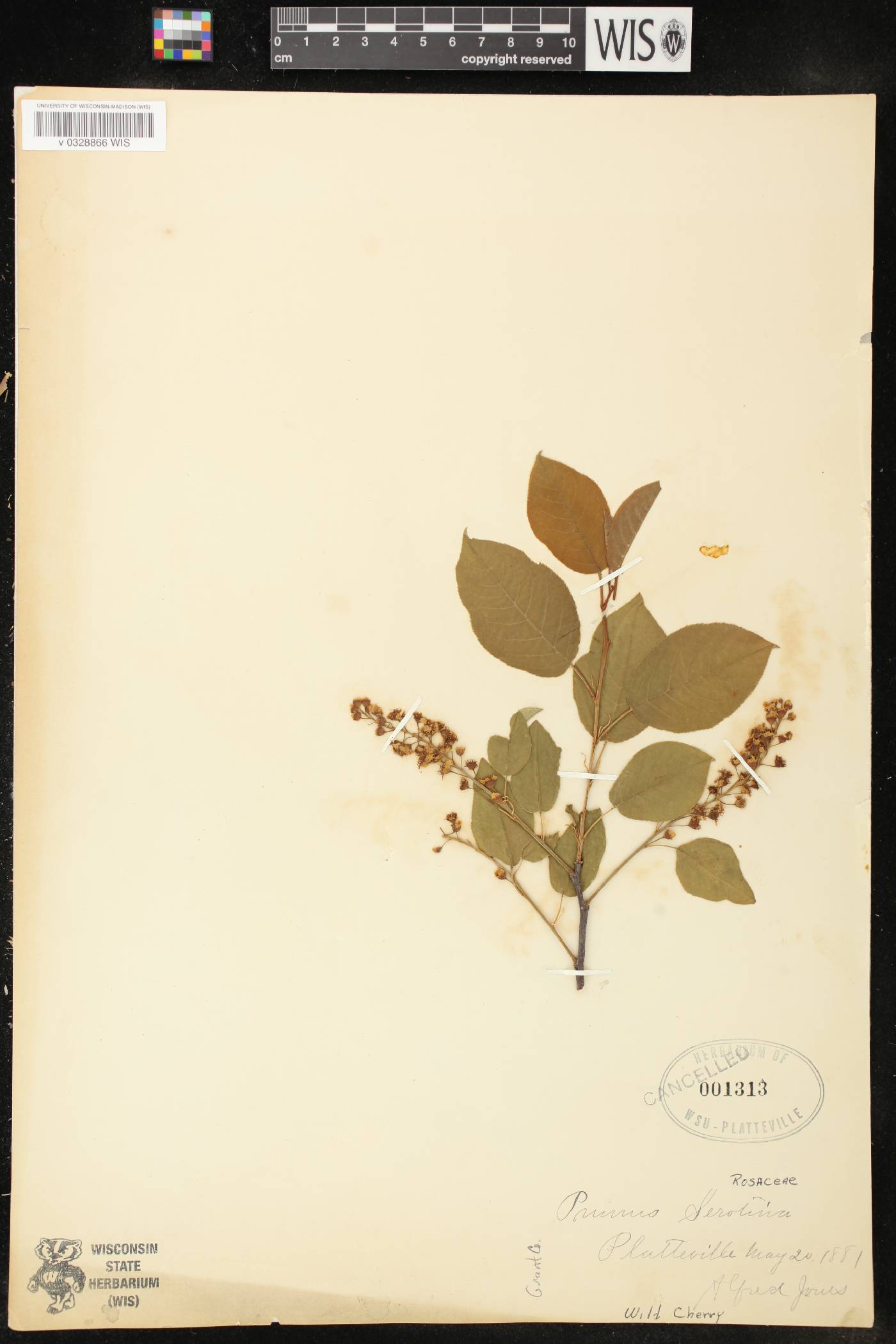 Prunus serotina image