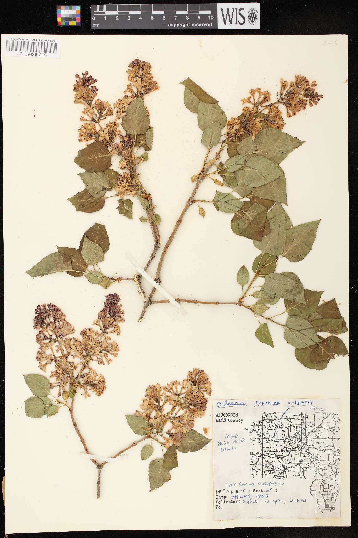 Syringa vulgaris image
